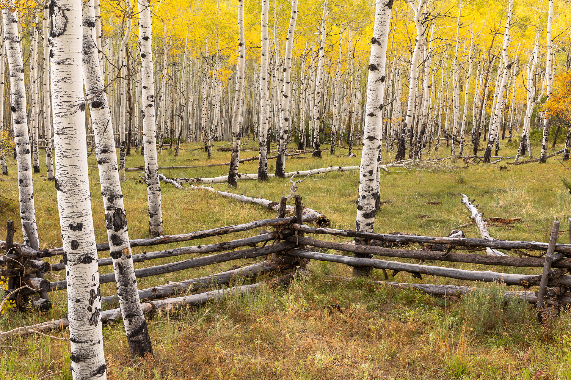 Fence & Aspens