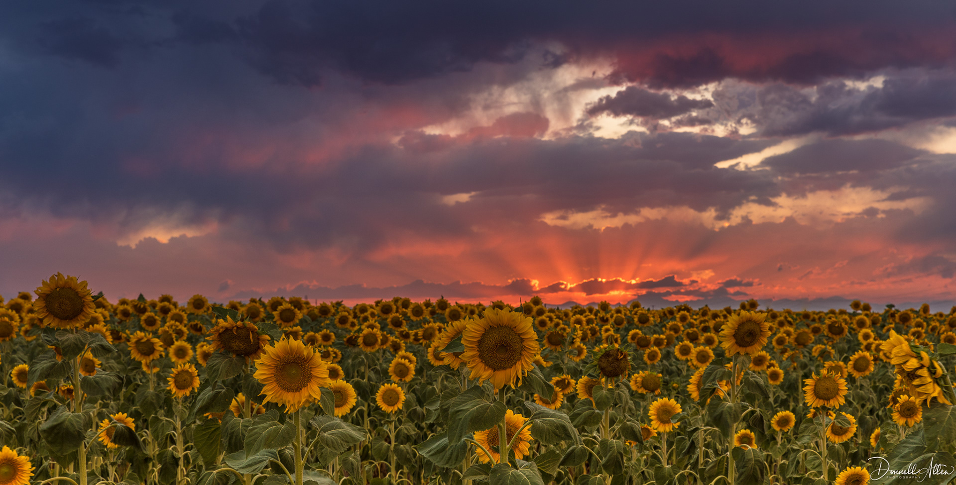 Sunflower Sunset