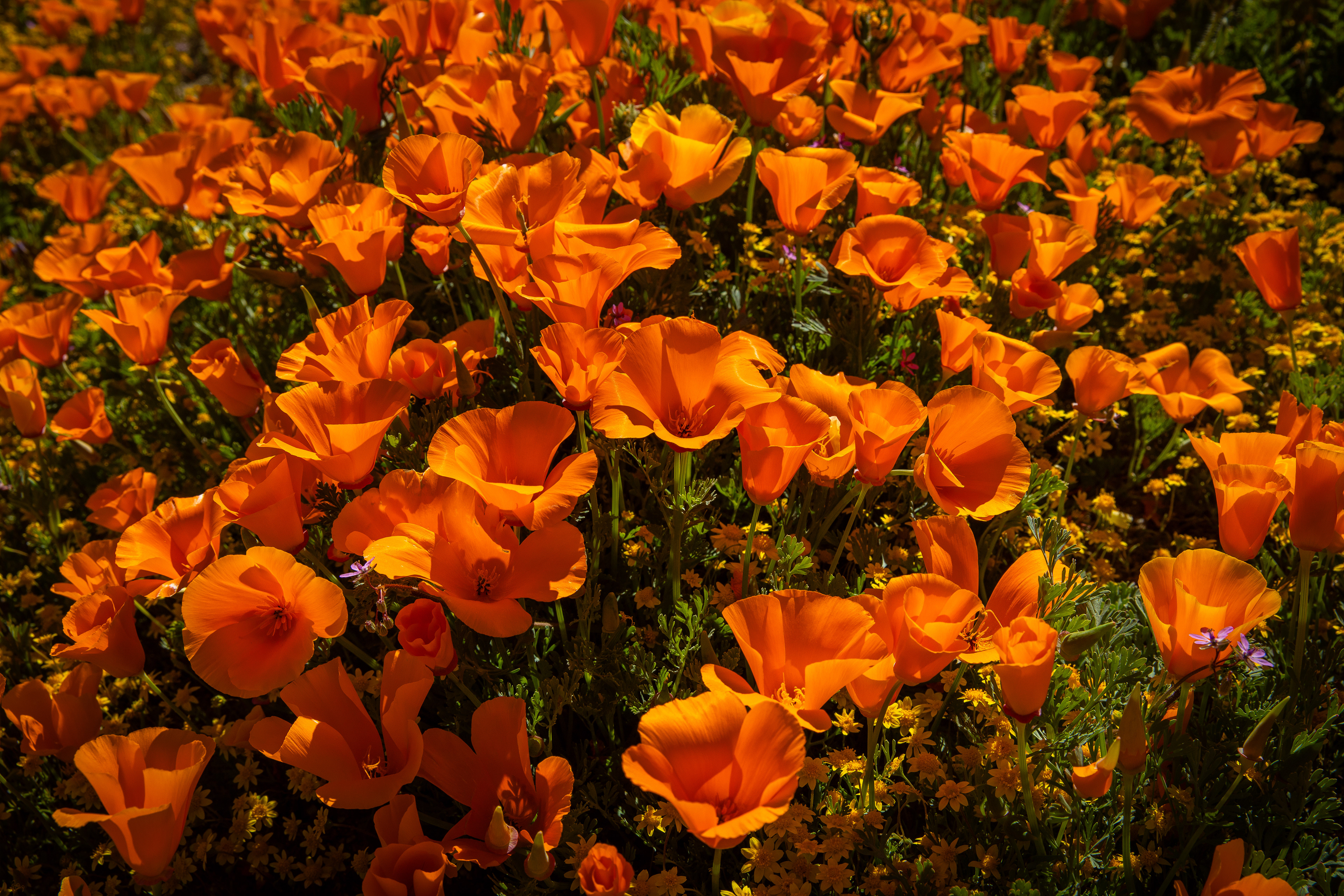 Poppy Bouquet