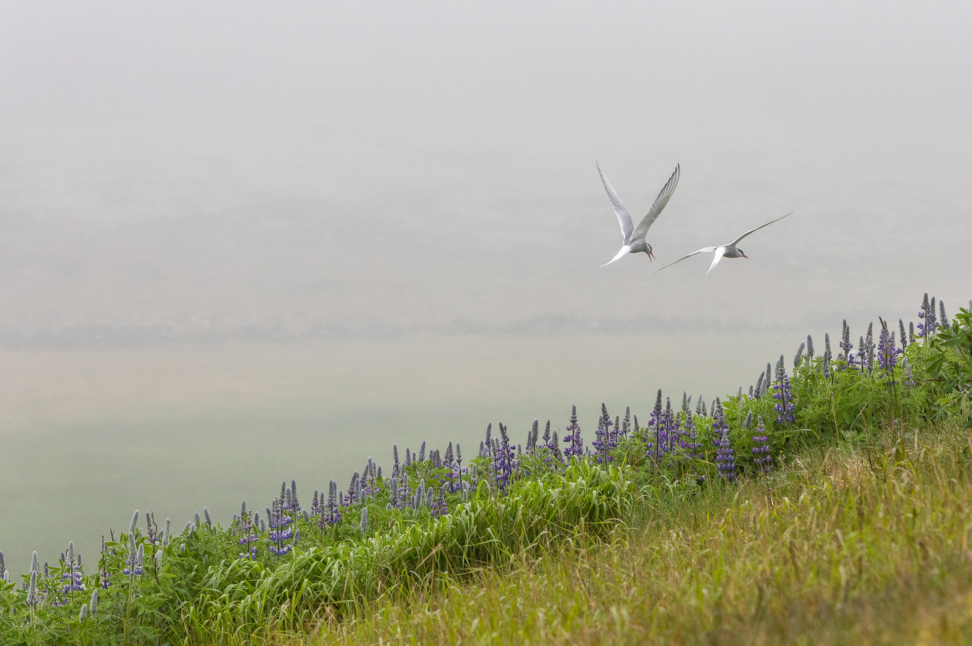 Flight Over the Lupines