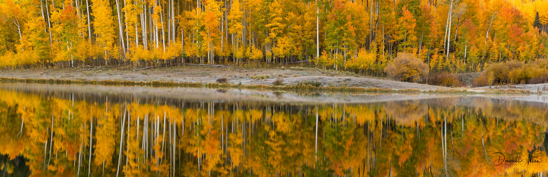 Aspens, Frost & Mist