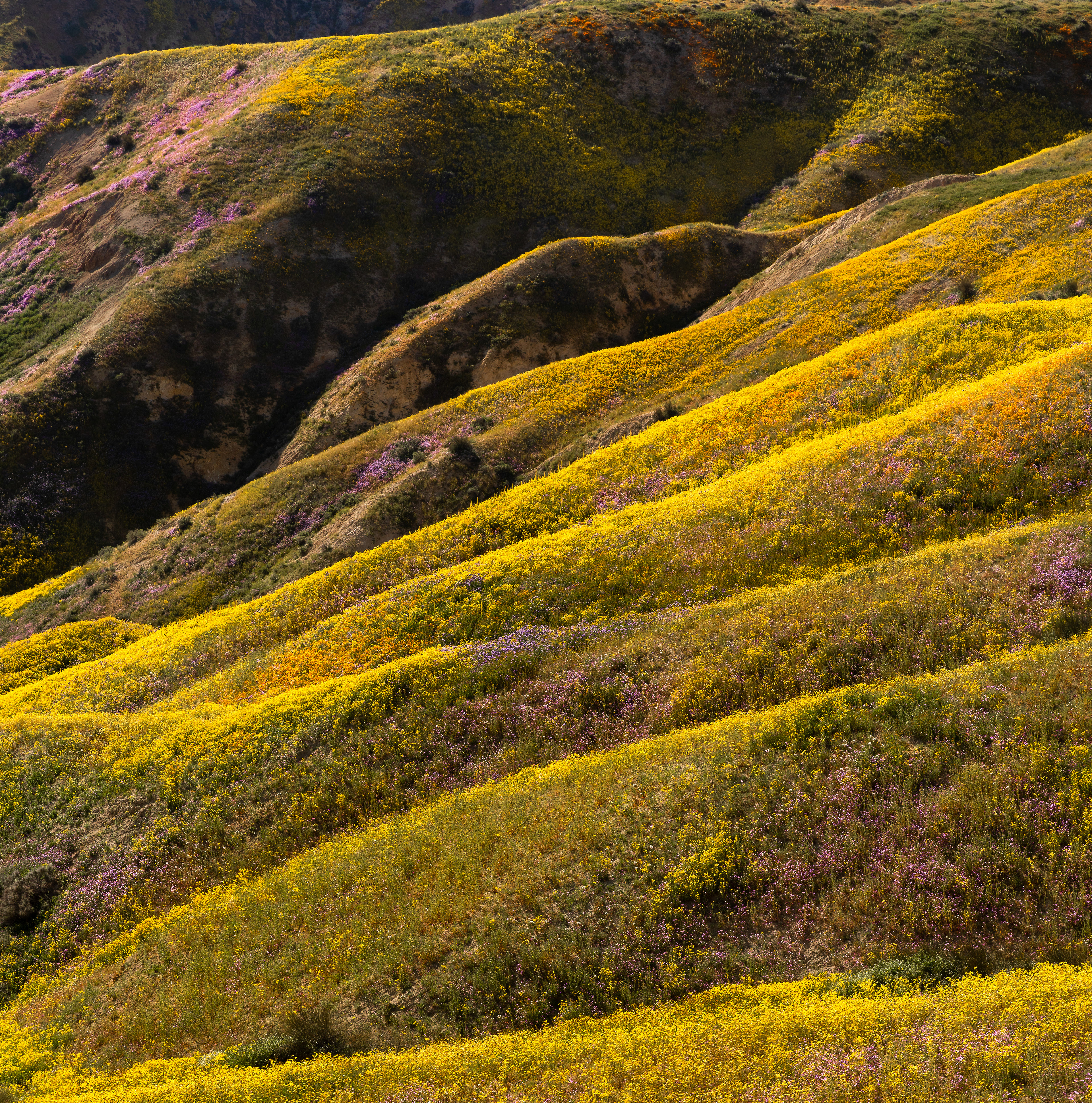 Carrizo Layers
