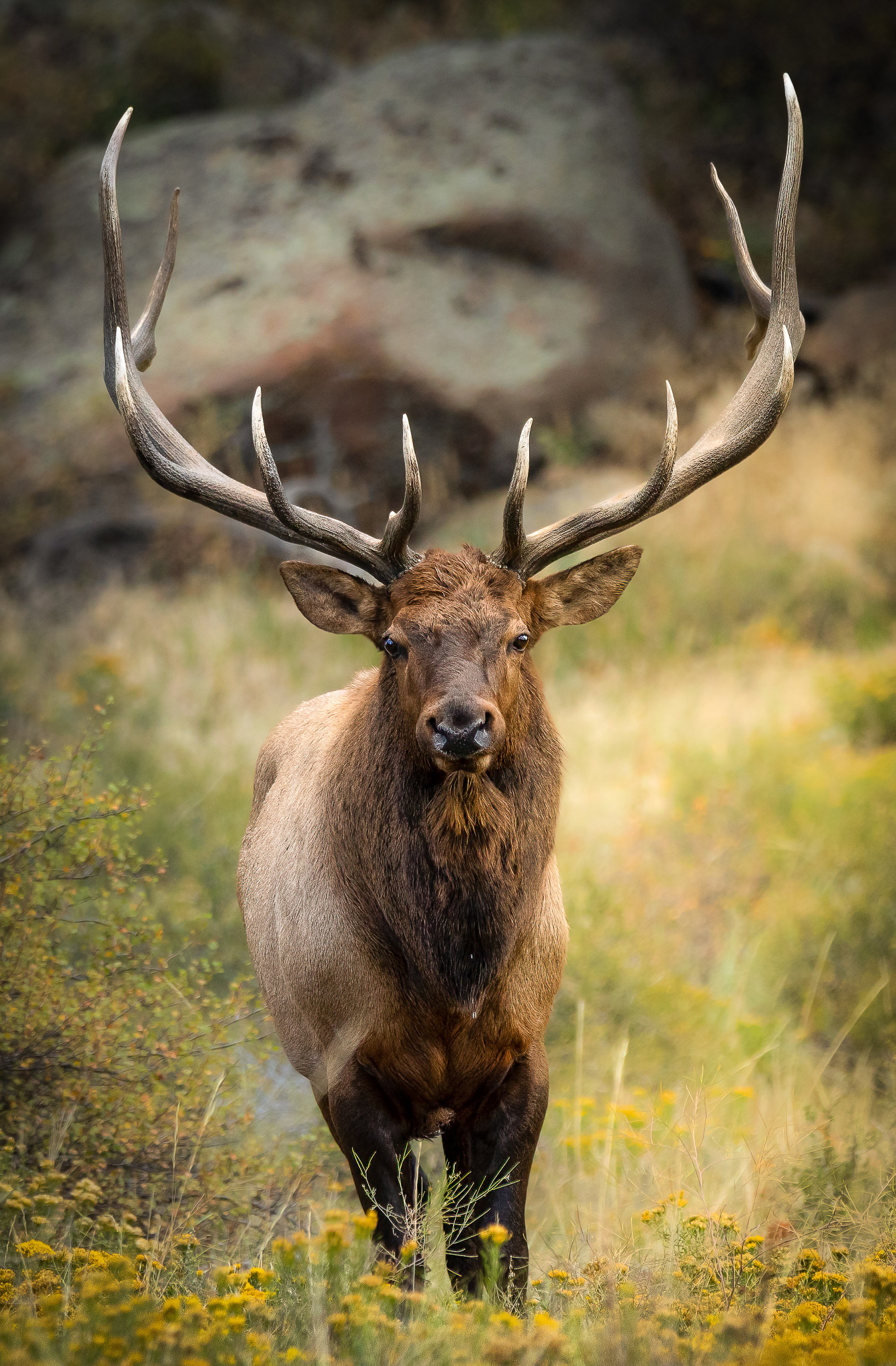 Bull Elk