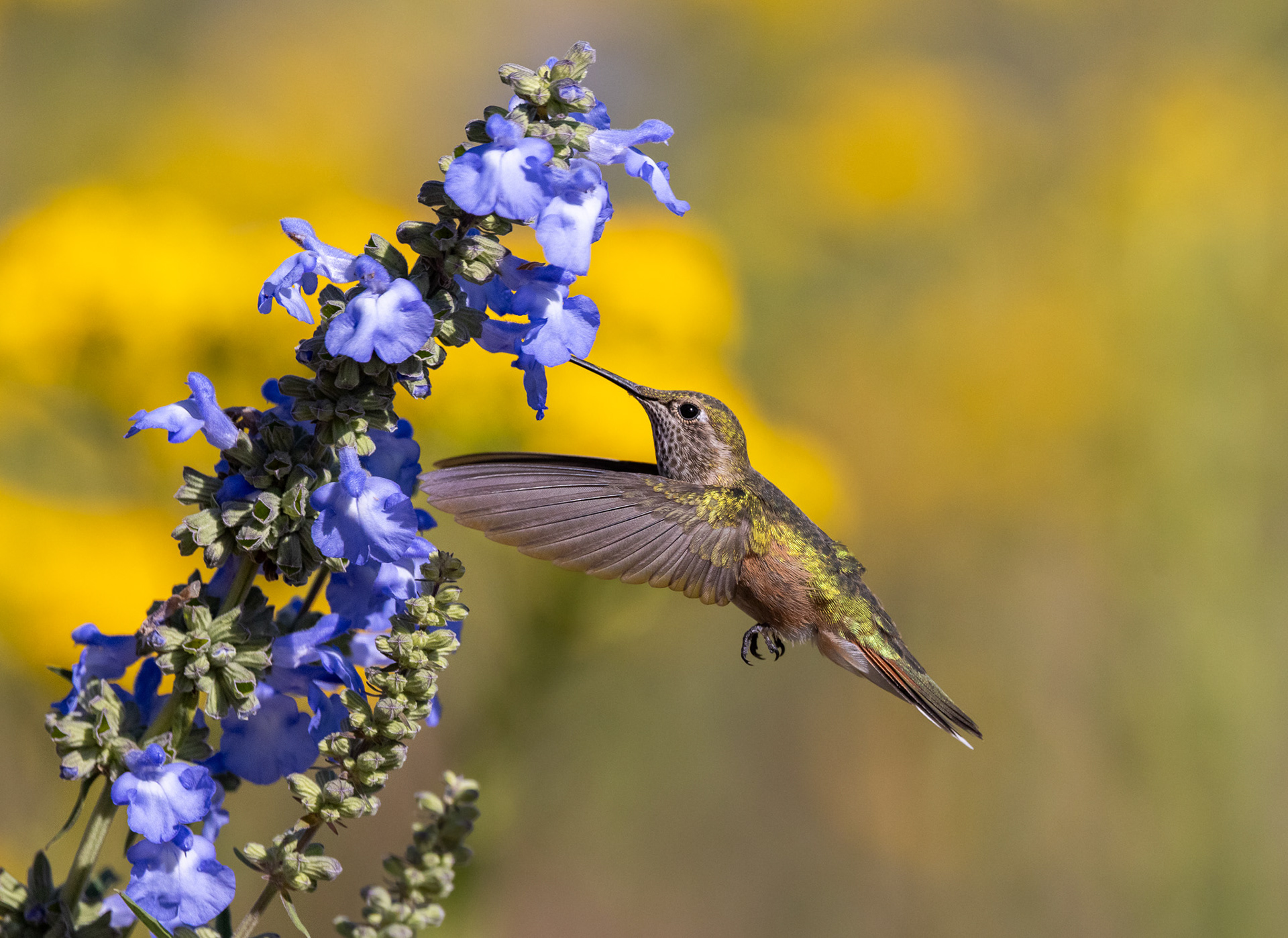 Midair Pollen