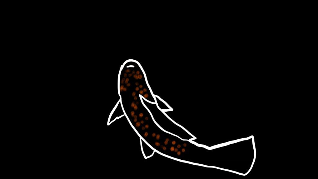 koi fish, frame by frame illustration + animation