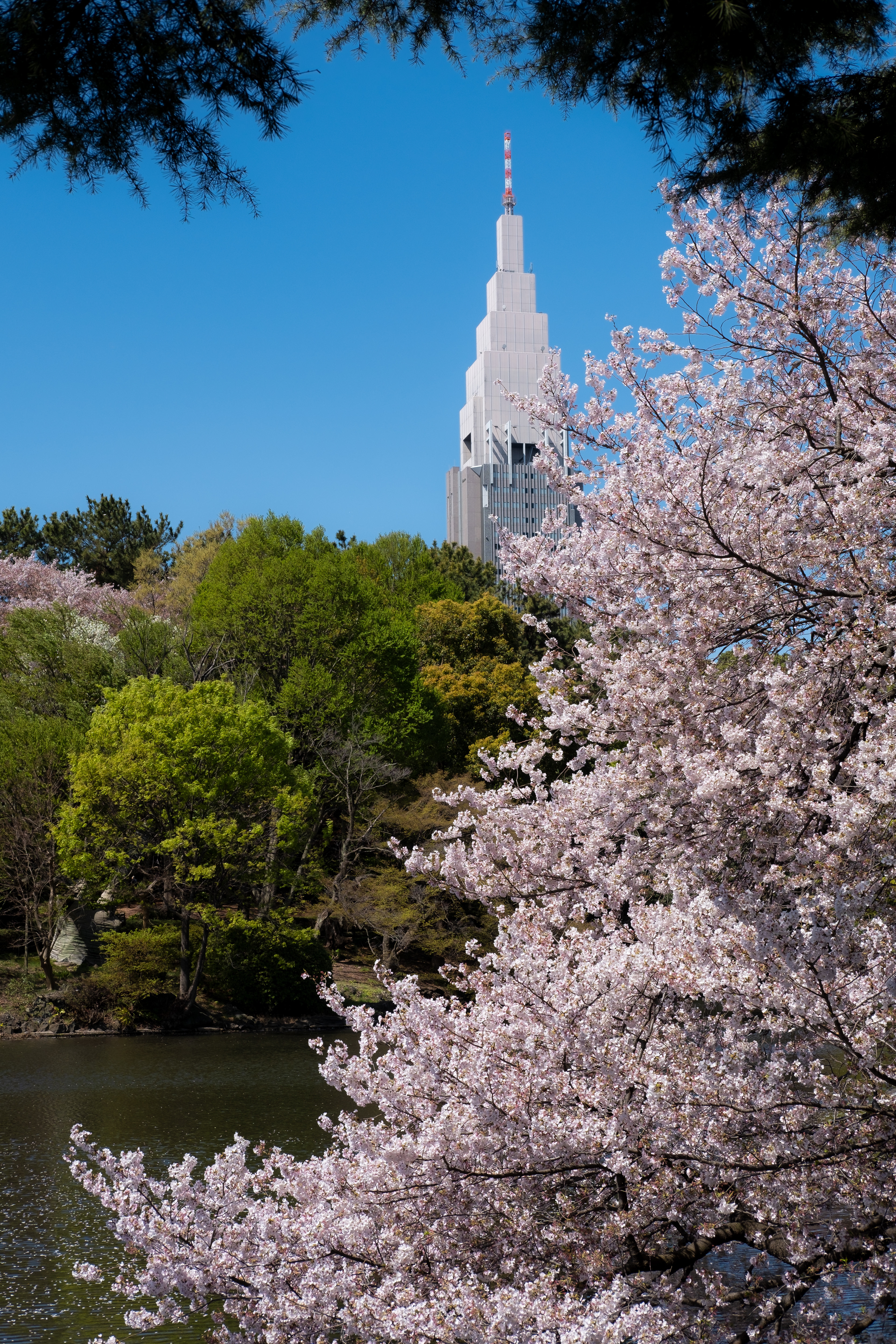 Shinjuku Gyoen National Park
