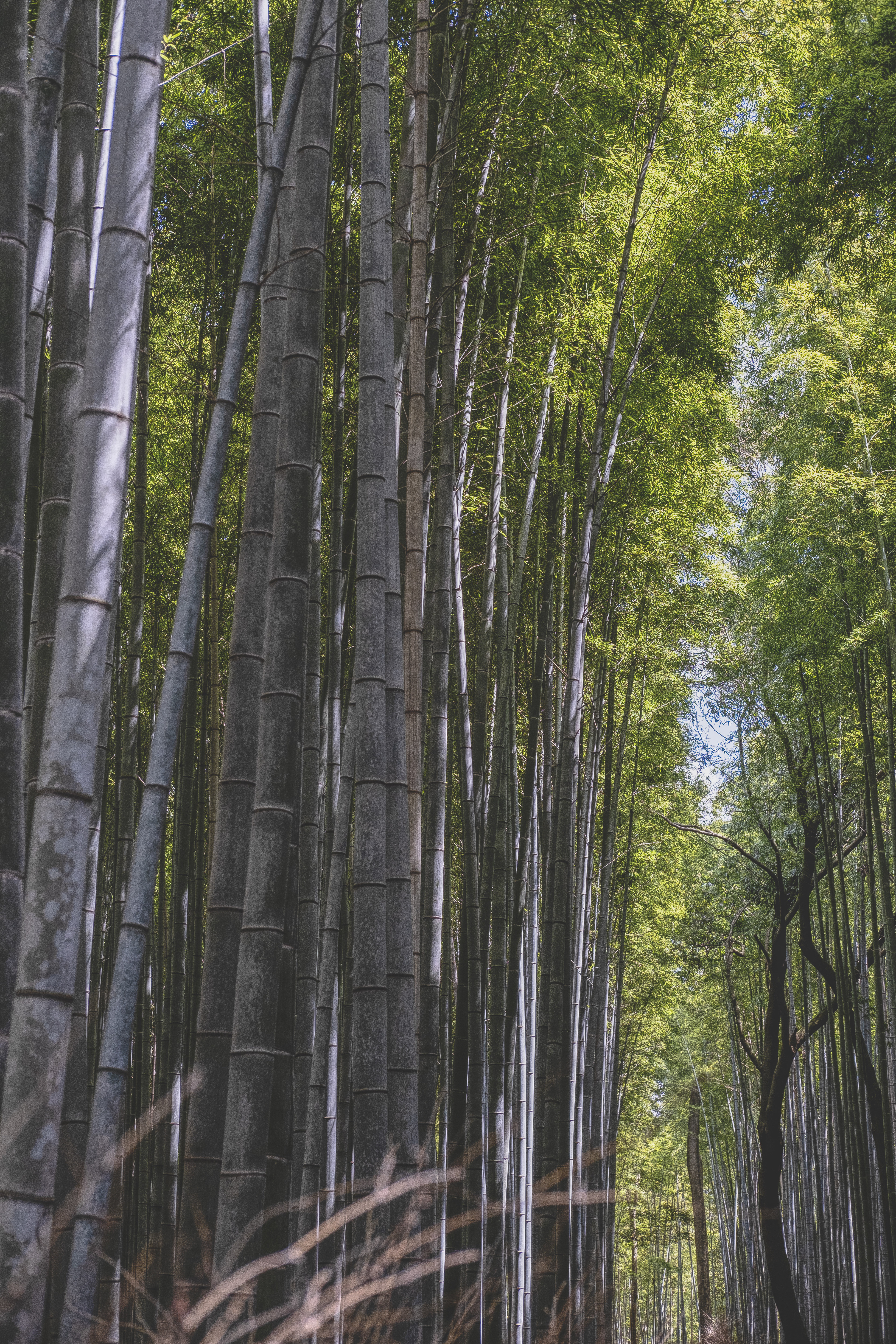 Arashiyama Bamboo Forest