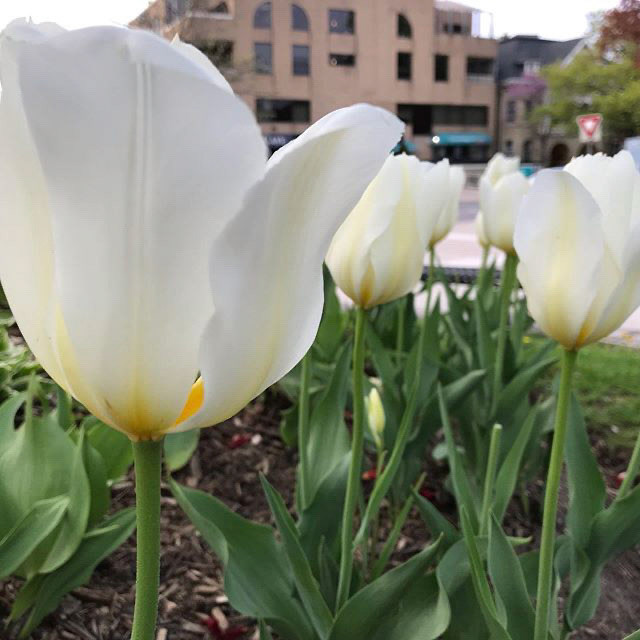 Bloom where you’re planted