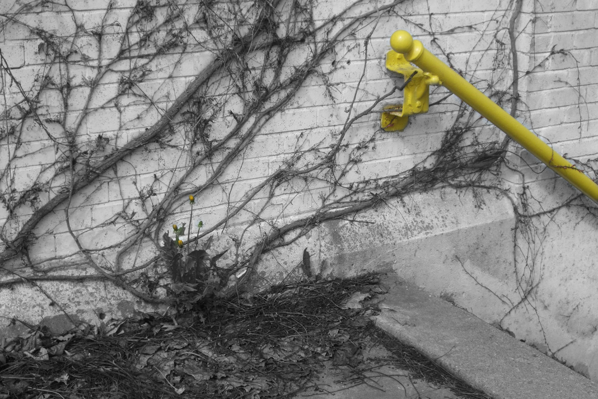 More bright colours popping out throughout the photo walk. Western Fair had the brightest yellow paint