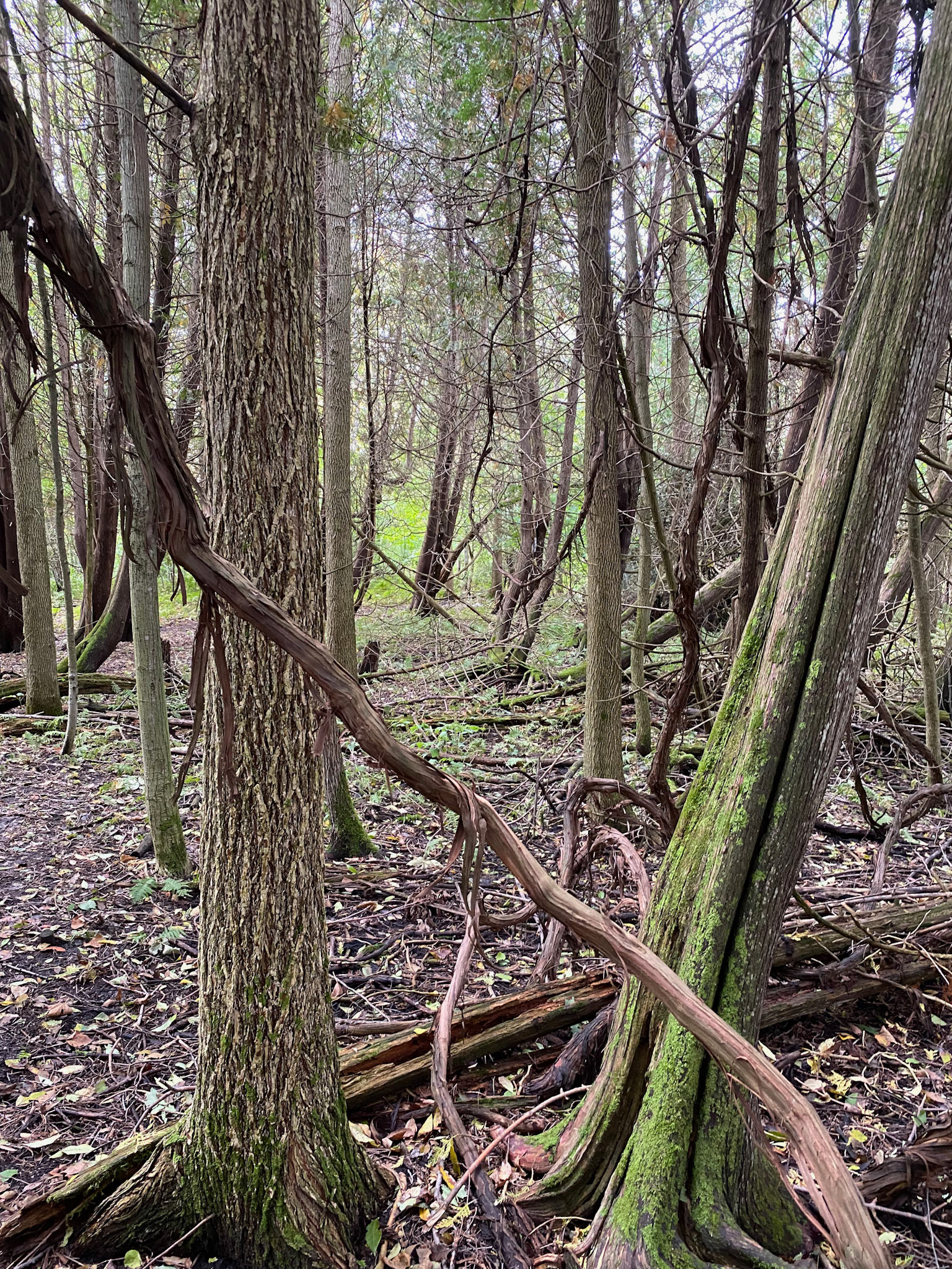 Visit to beautiful Wye Marsh