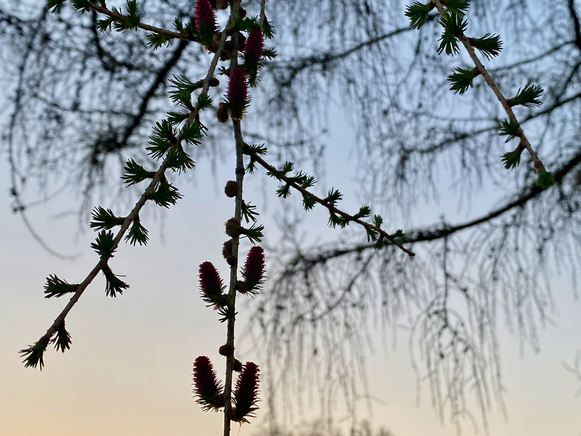 Spring sunset walk at Mount Pleasant Cemetery - April 15, 2023