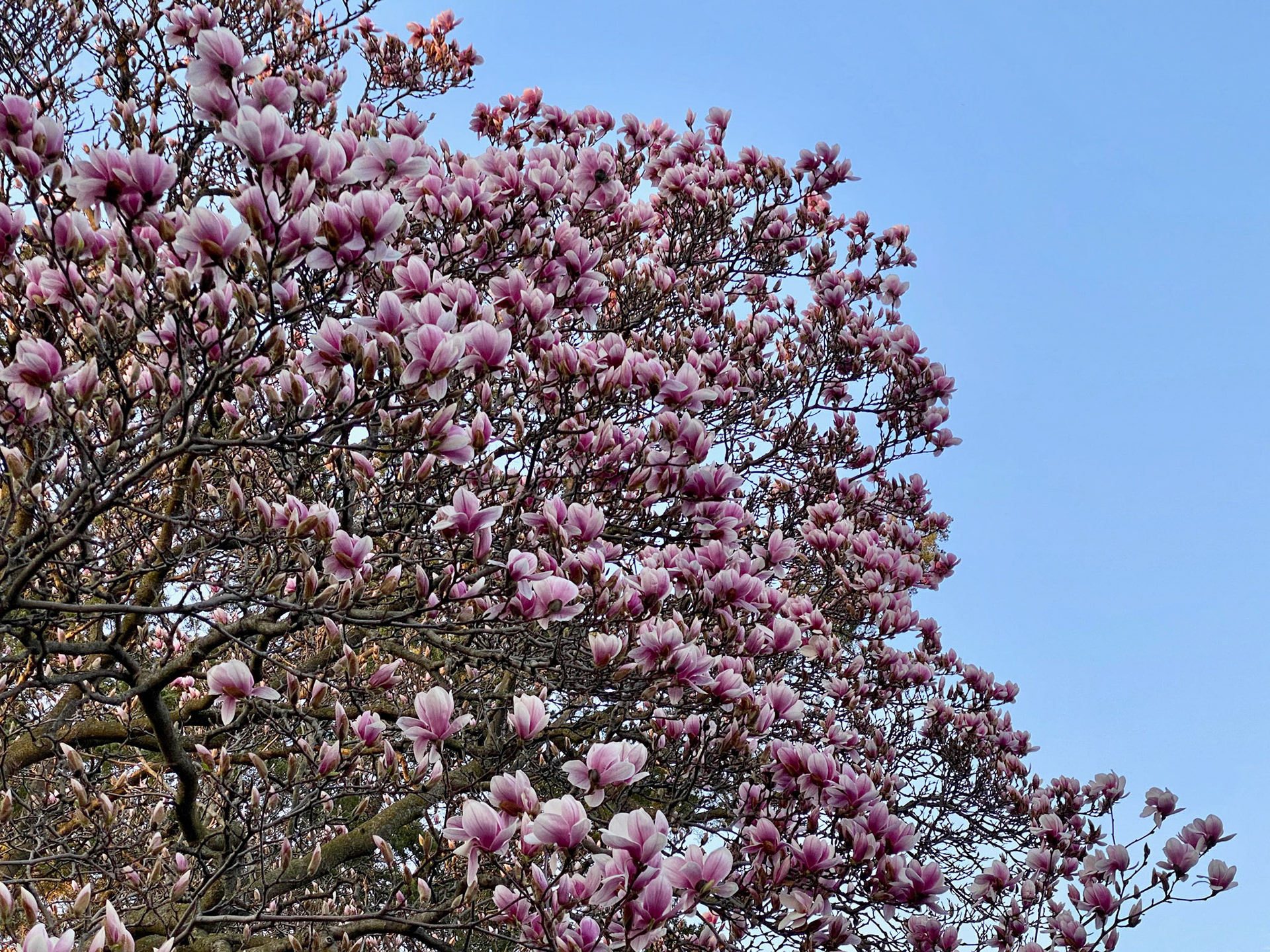 Spring sunset walk at Mount Pleasant Cemetery - April 15, 2023