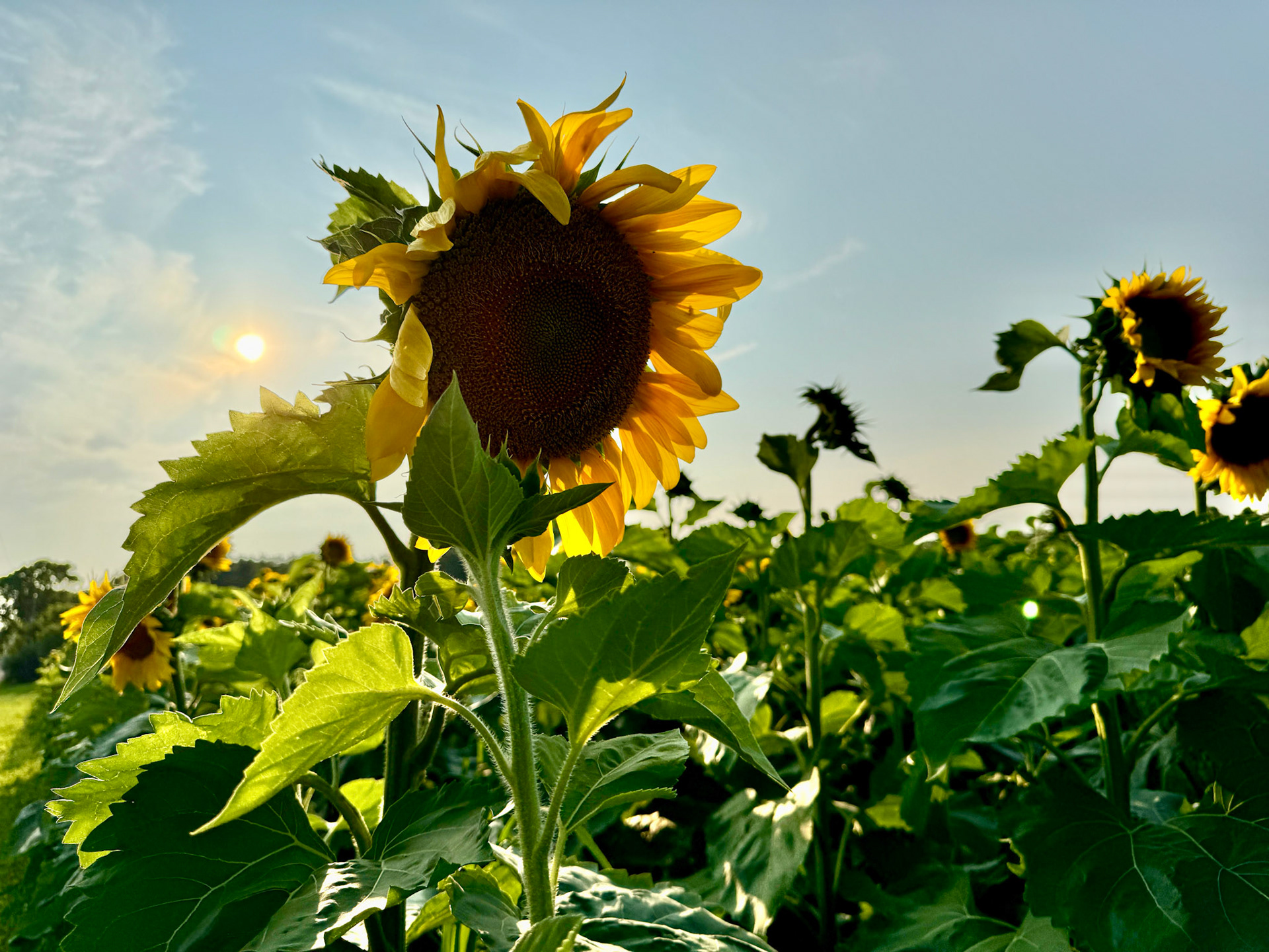 Sunflower field near St. Thomas with Dane, July 31, 2024