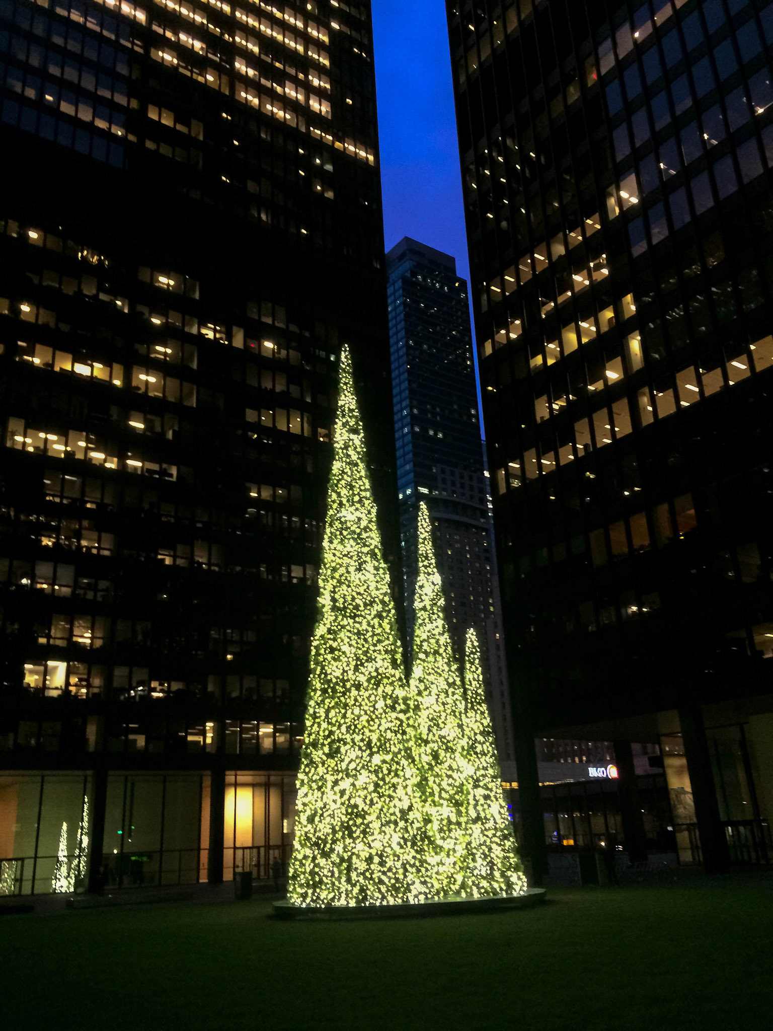 Simple and elegant Christmas trees in the grassy plaza of the Toronto-Dominon Centre