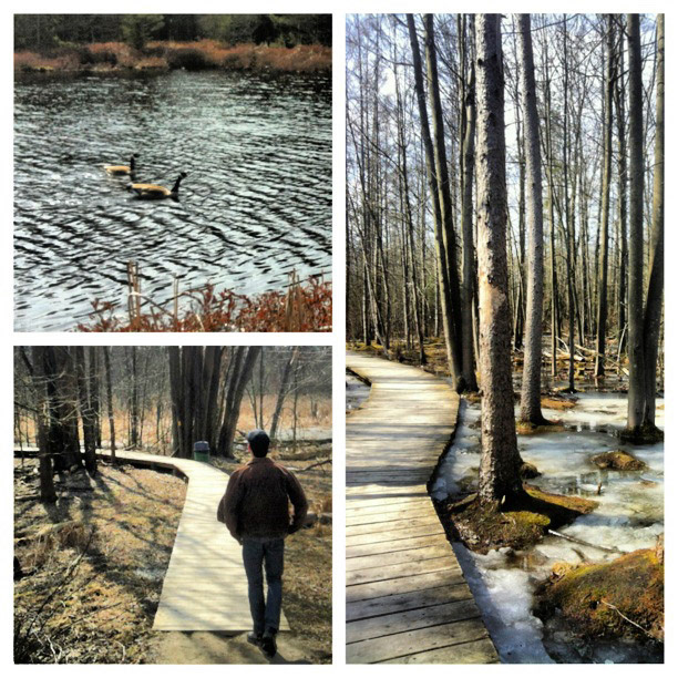 Sifton Bog: a little gem of nature in London