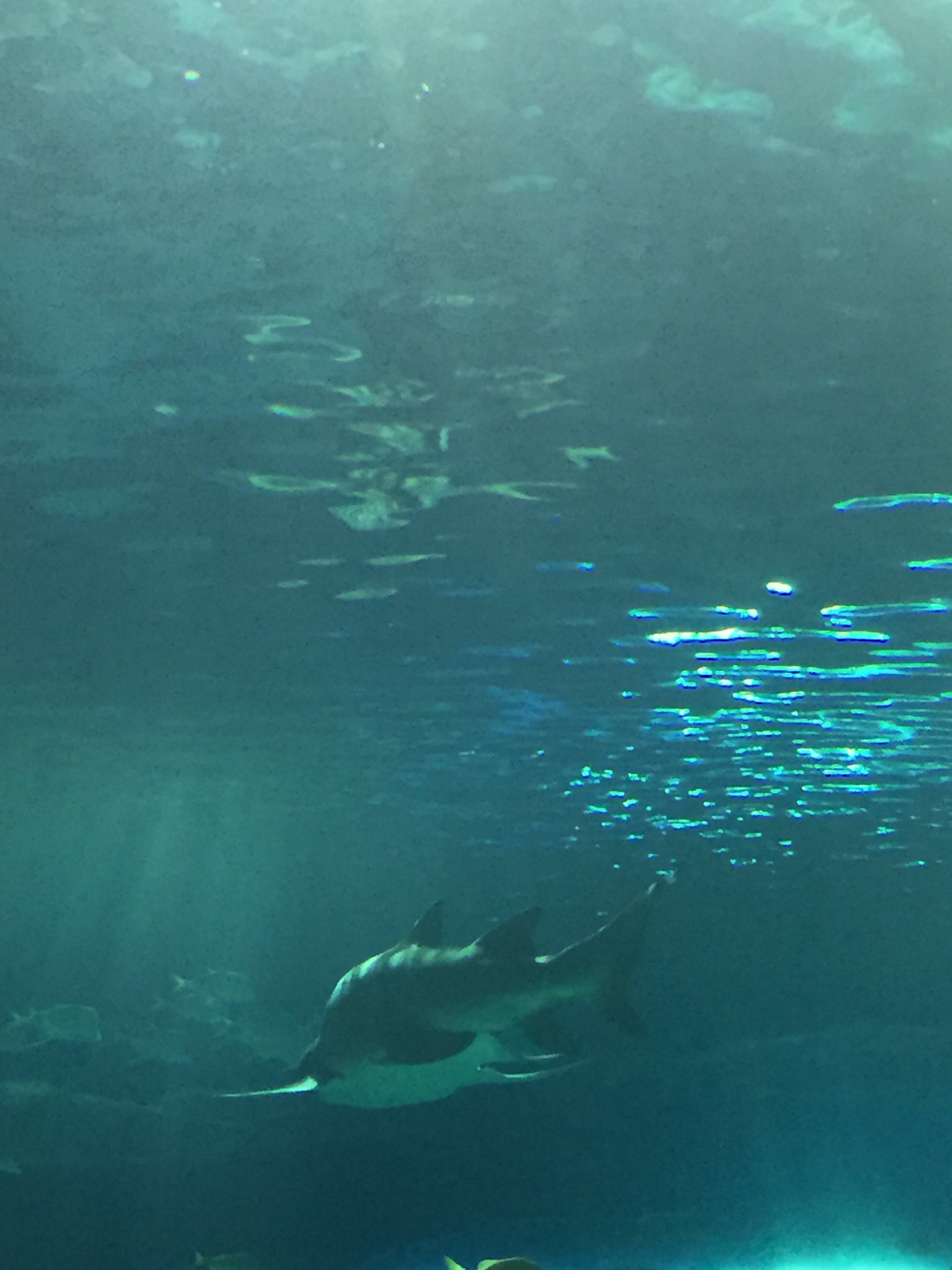 At Ripley's Aquarium of Canada