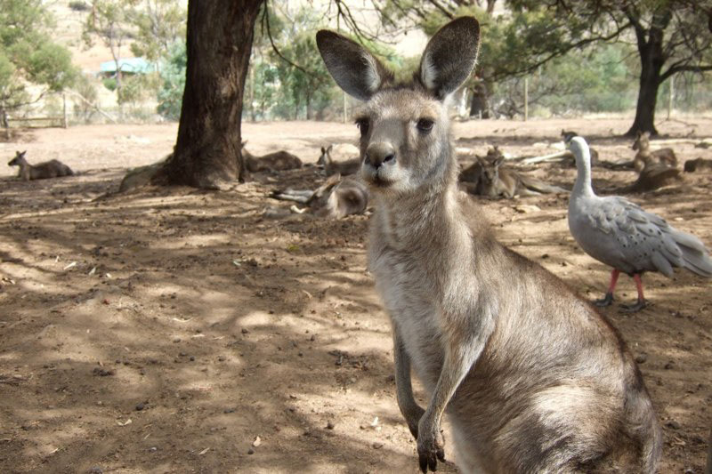Australia and a few Misc. photos