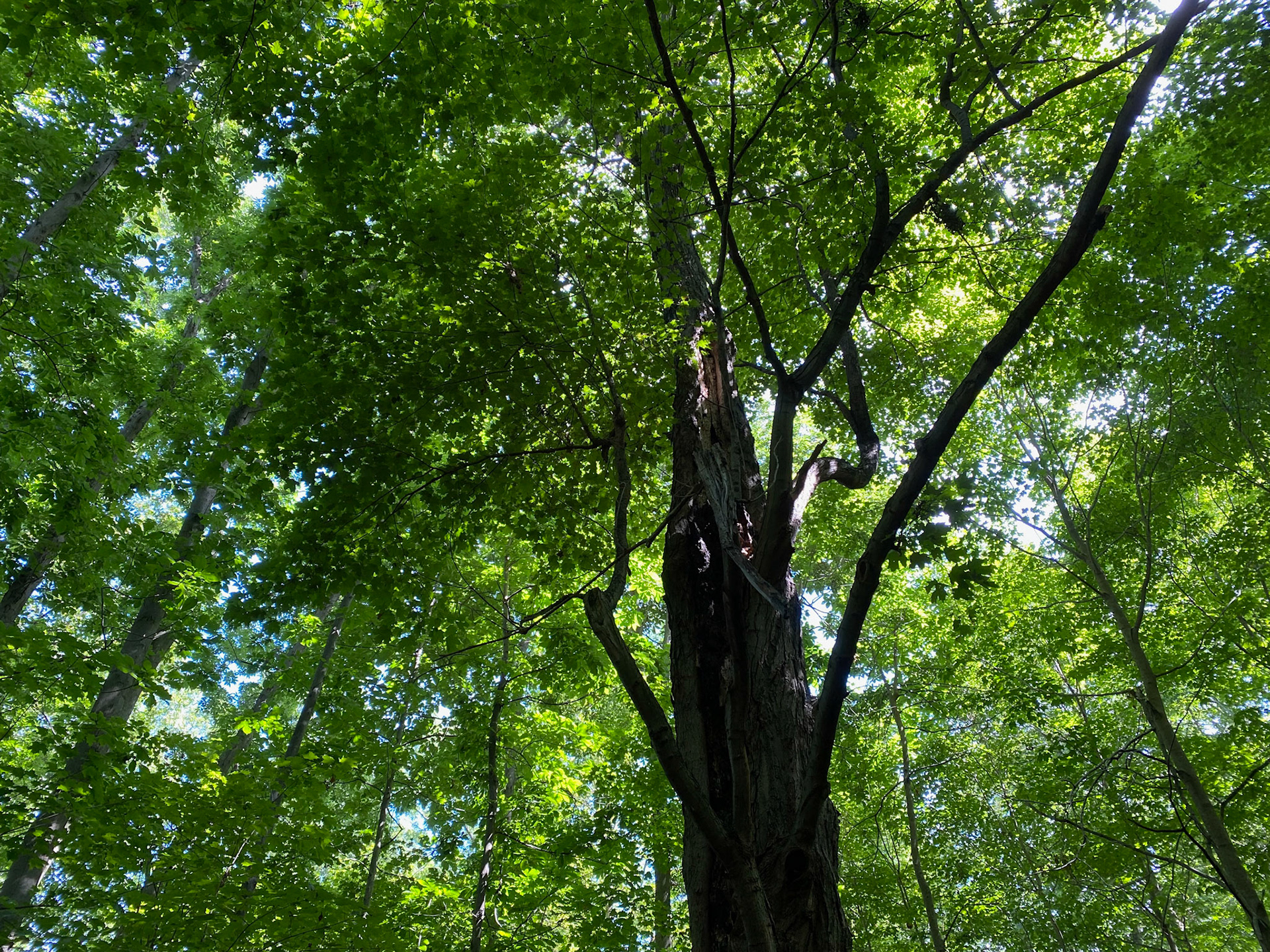 Visit with Emerson at John E. Pierce Provincial Park