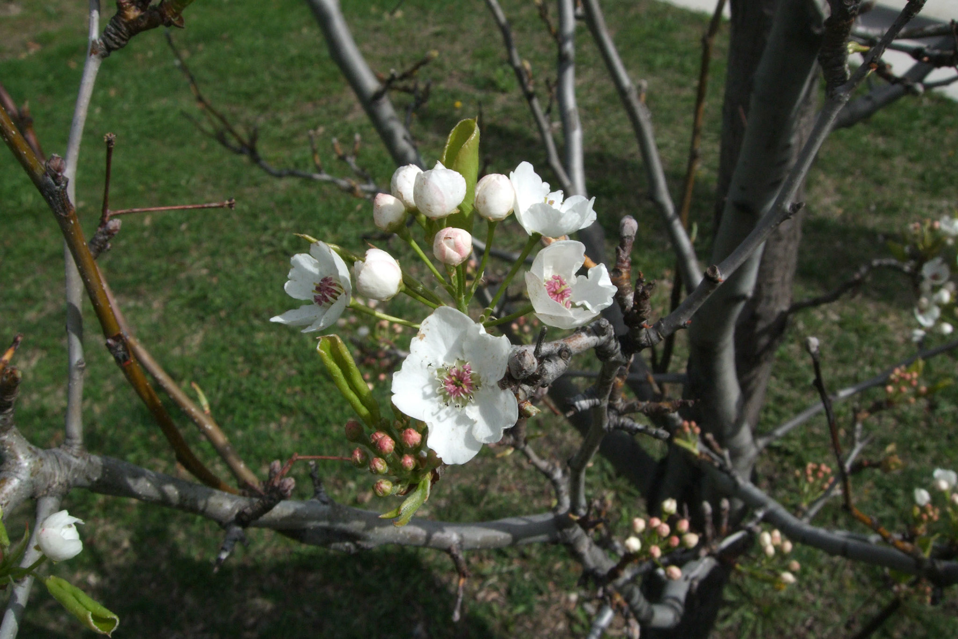 Spring starting to bring more life and colour to Old East