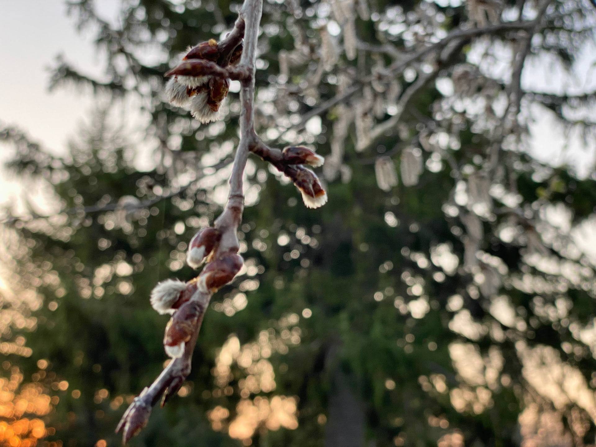 Spring sunset walk at Mount Pleasant Cemetery - April 15, 2023