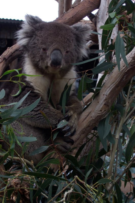 Australia and a few Misc. photos