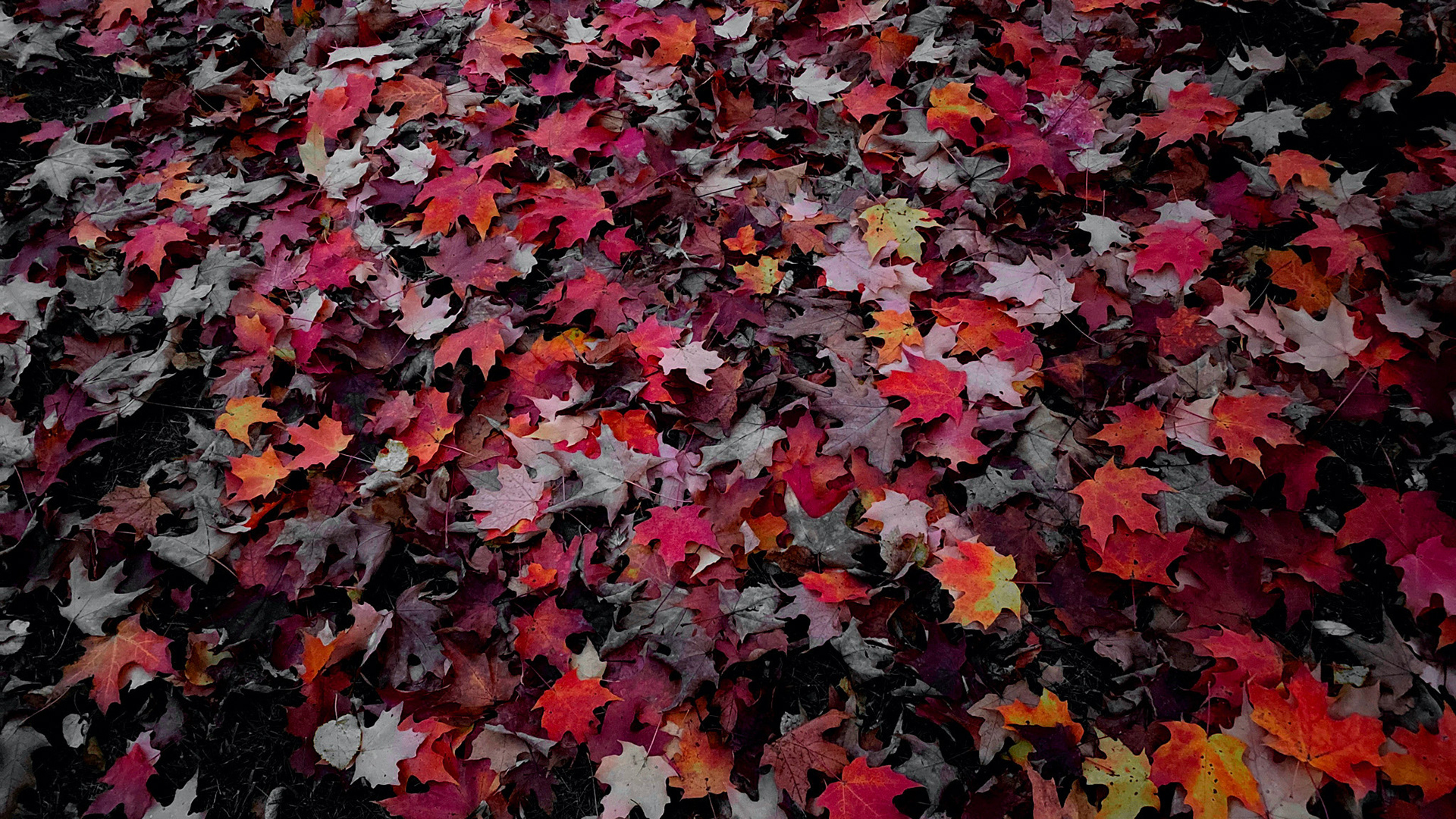 Fall Leaves, Gibbons Park, 2020