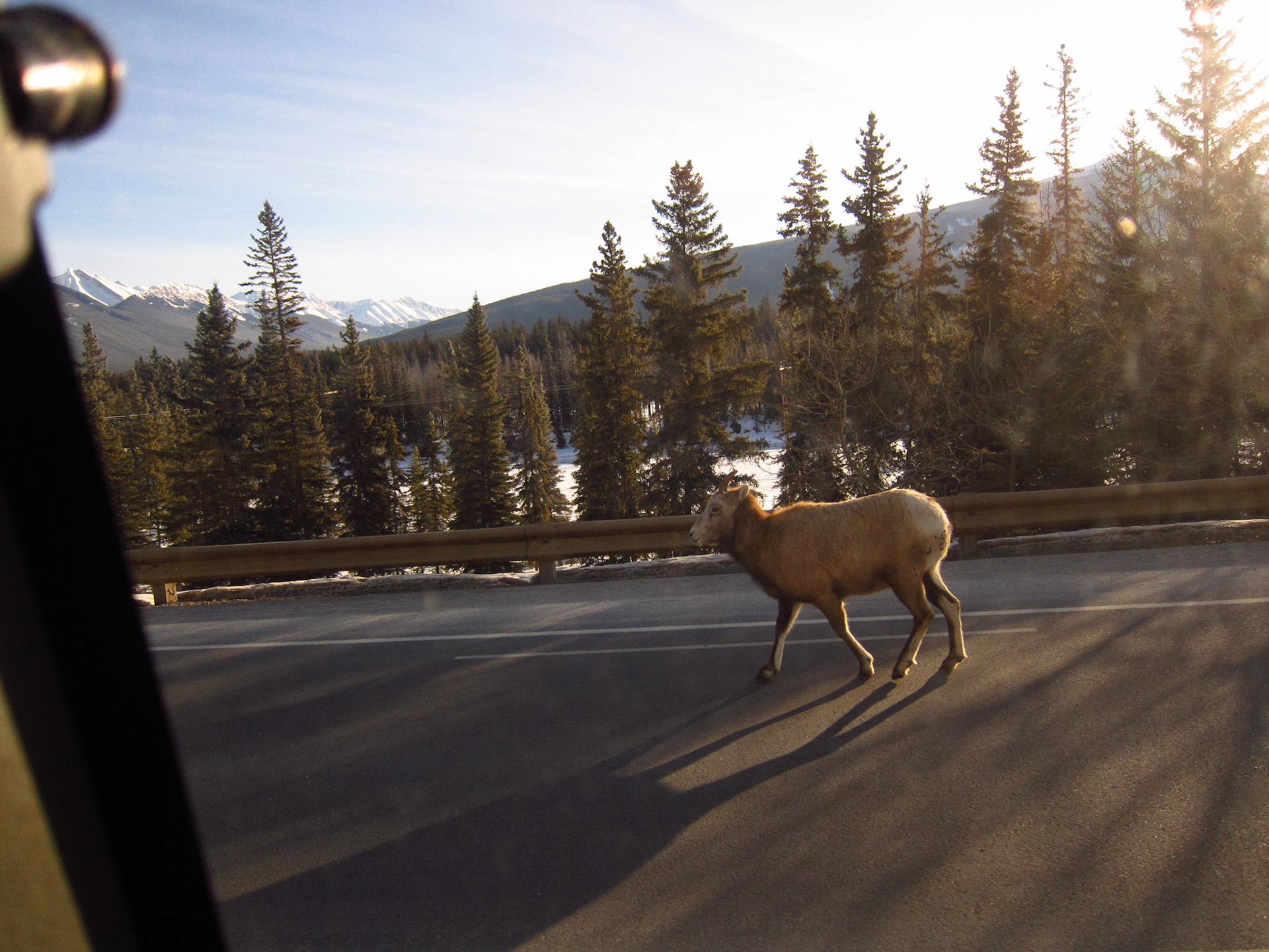 A long-horned sheep walks along the highway in Jasper