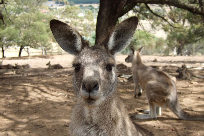 Australia and a few Misc. photos