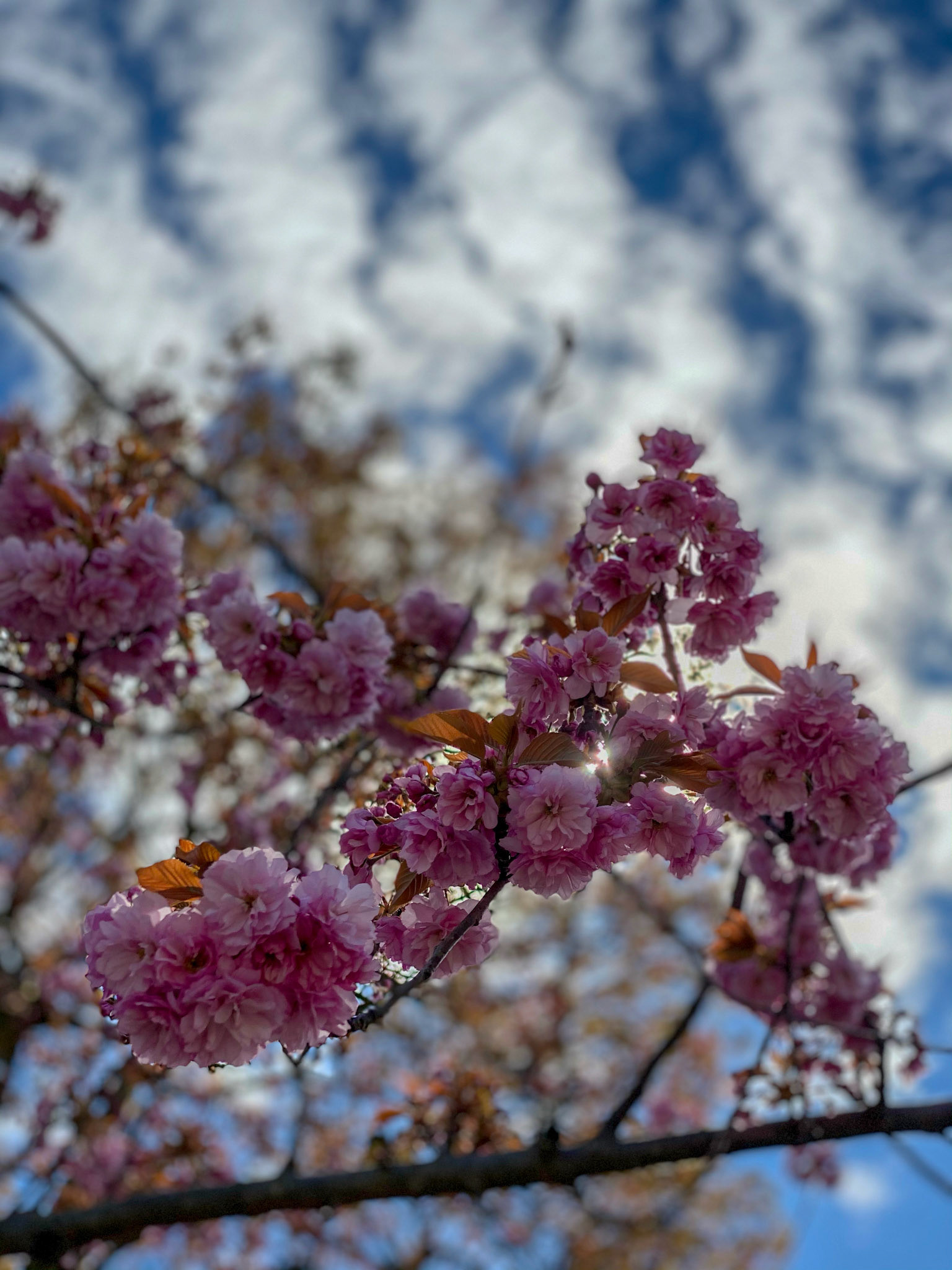 Spring blossoms in Wortley, London, Ontario