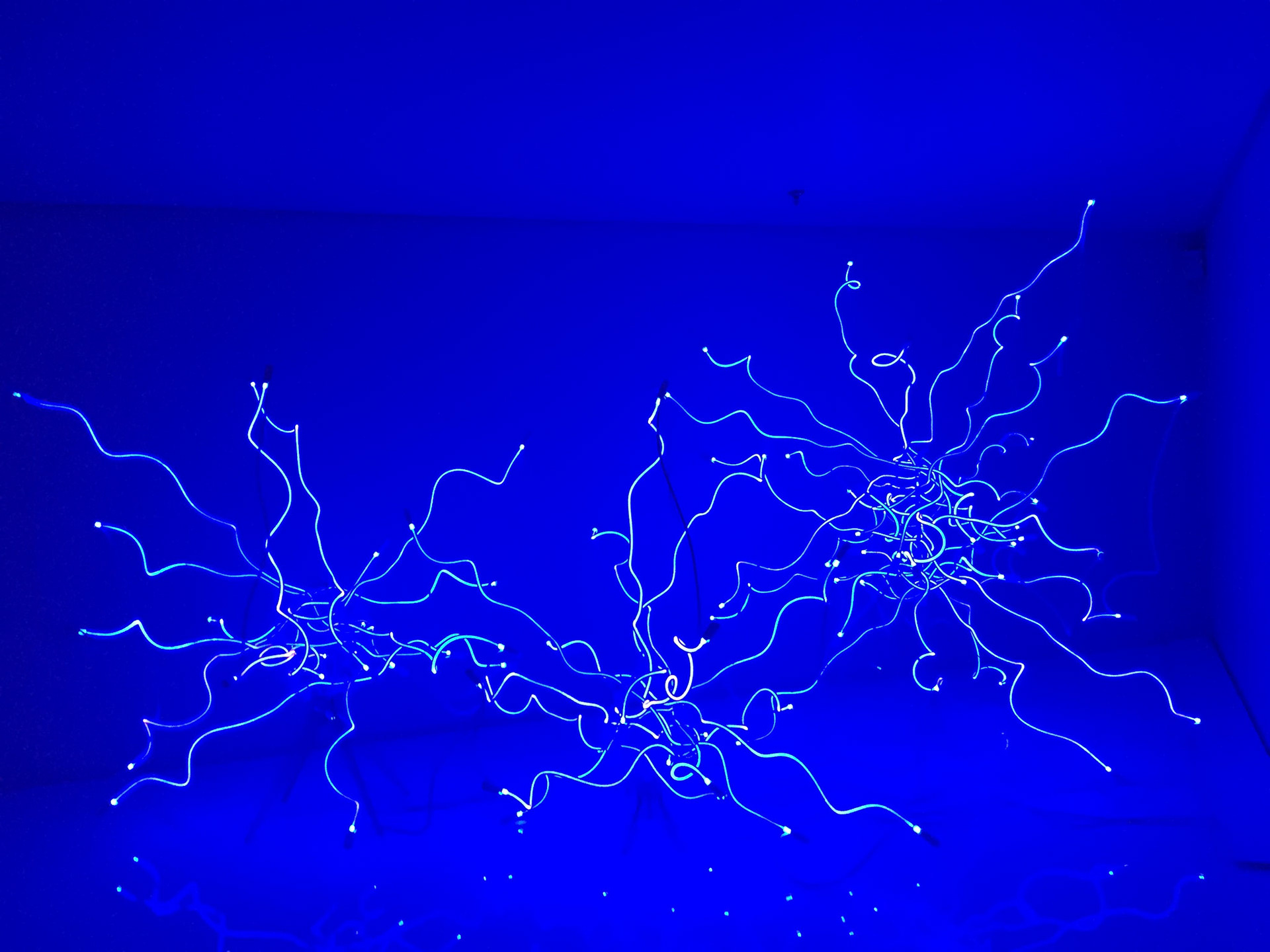 Dale Chihuly's exhibit at the ROM