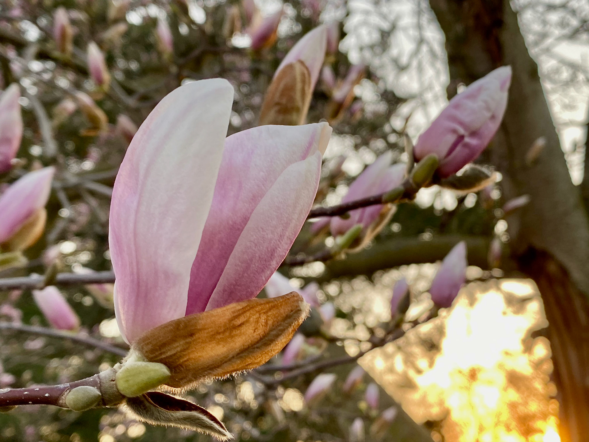 Spring sunset walk at Mount Pleasant Cemetery - April 15, 2023