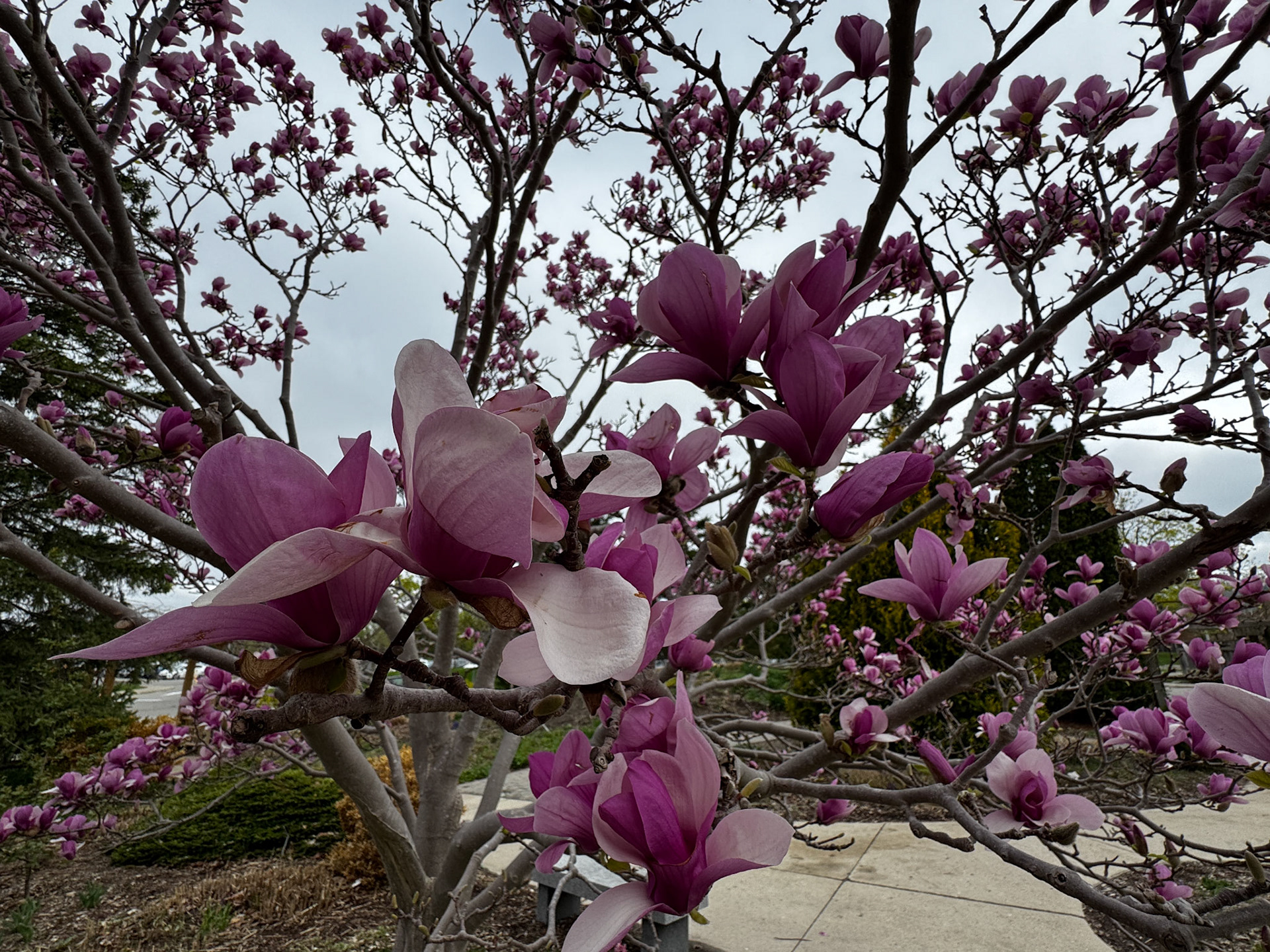 Spring at Fanshawe campus - 2025