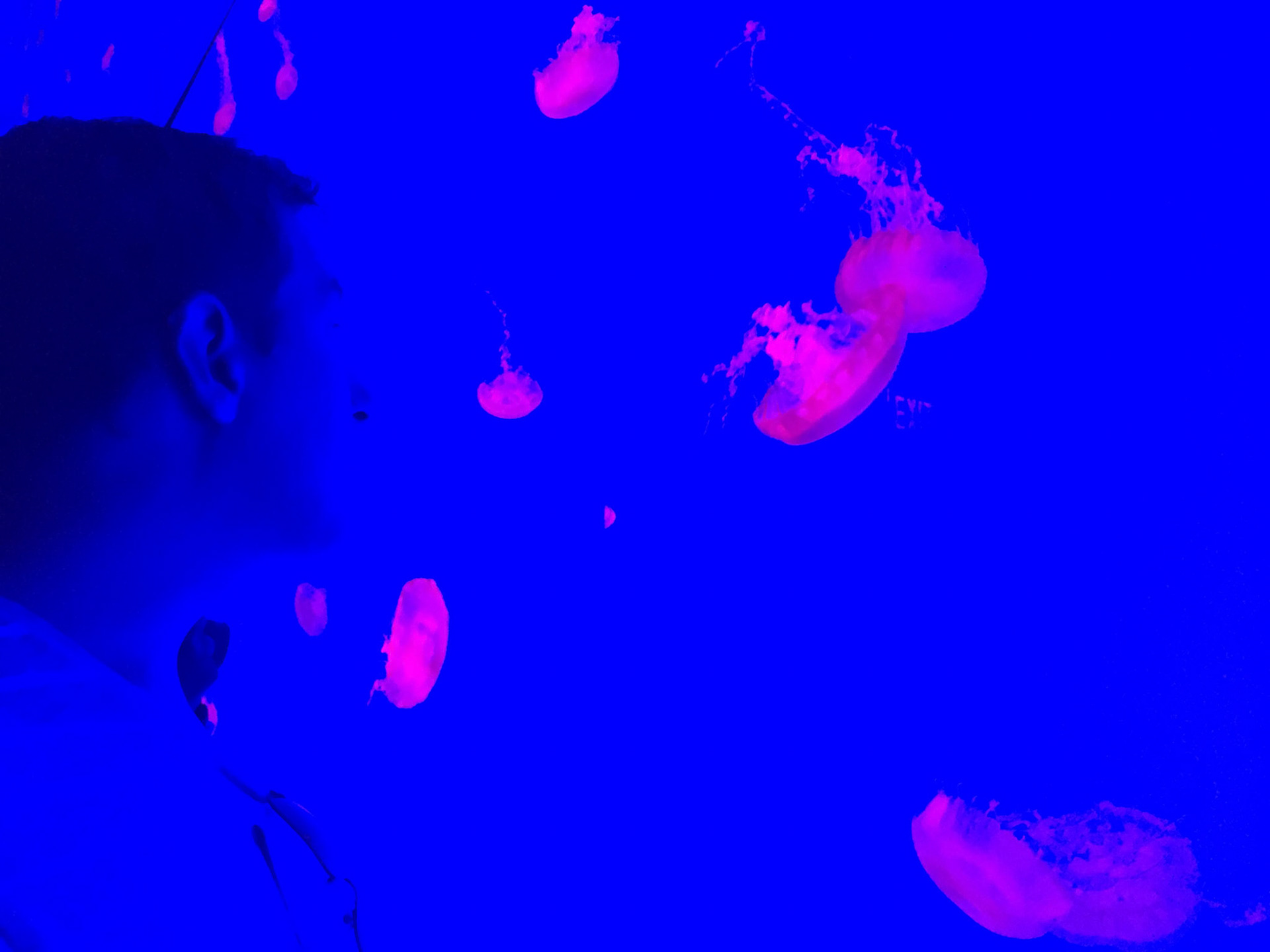 At Ripley's Aquarium of Canada