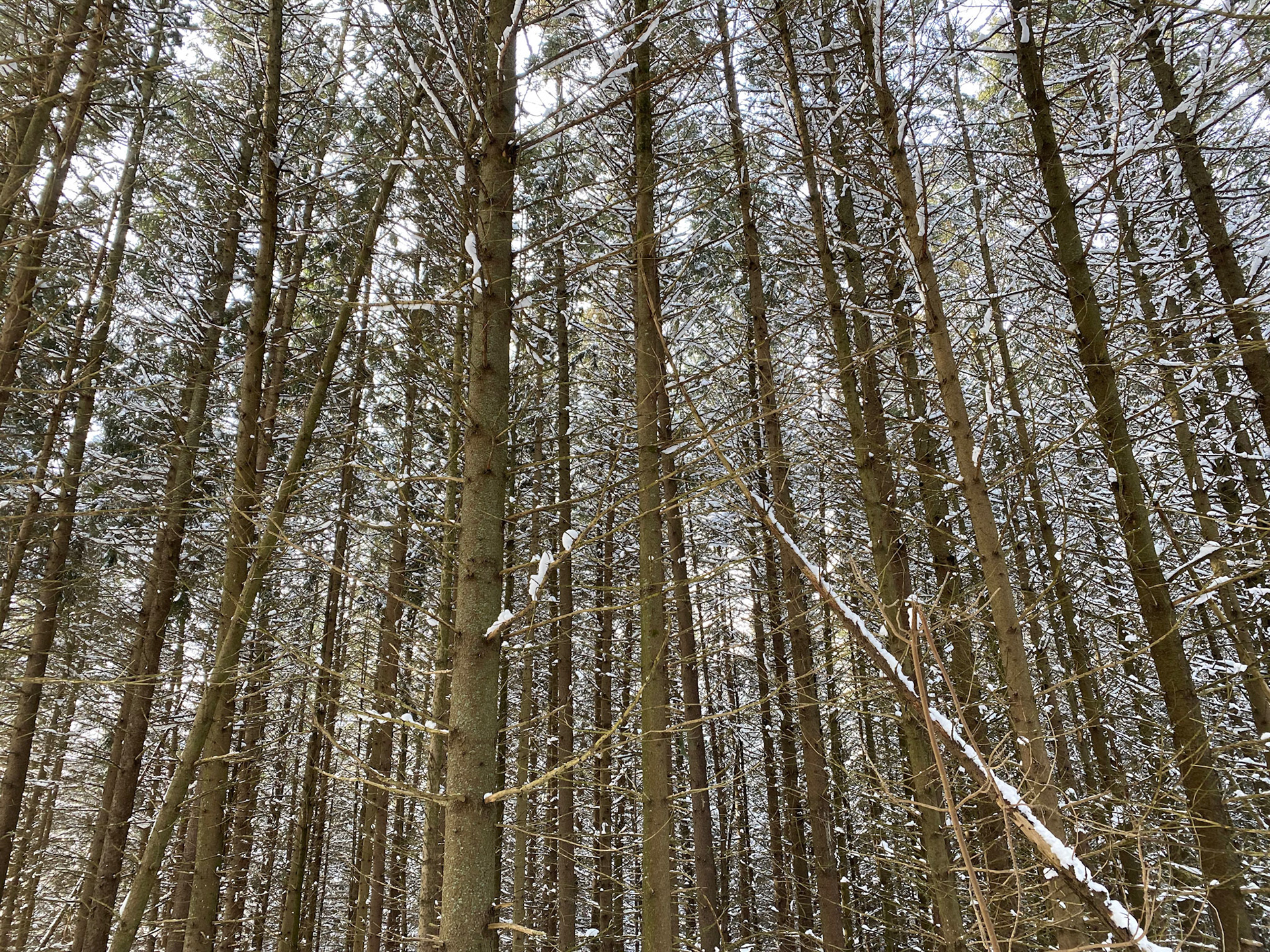 Snowshoeing - Dec 27, 2020