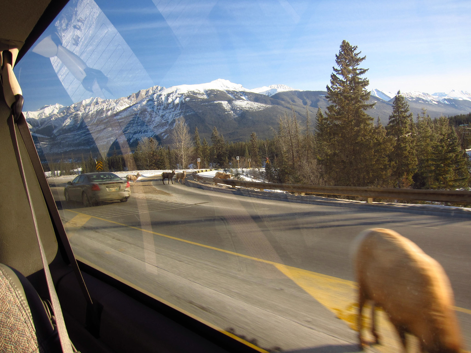 On our way back to the town of Jasper after the ice walk: wildlife abounds in Jasper National Park and doesn't much care about the traffic