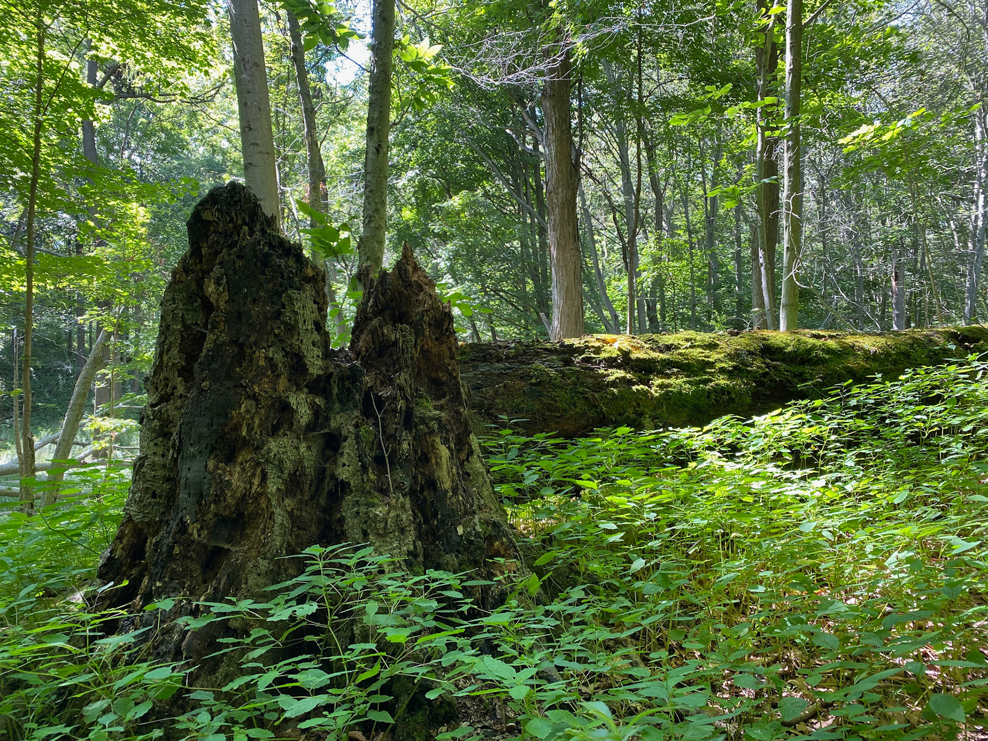 Visit with Emerson at John E. Pierce Provincial Park
