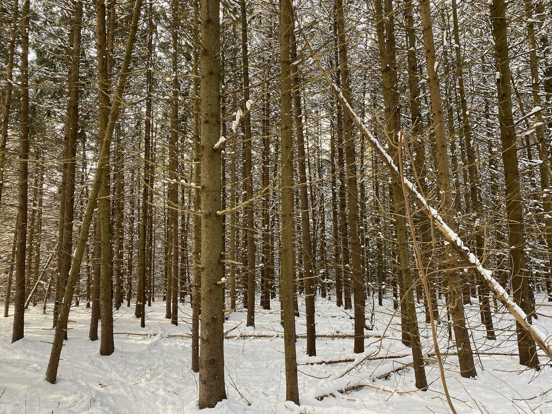 Snowshoeing - Dec 27, 2020