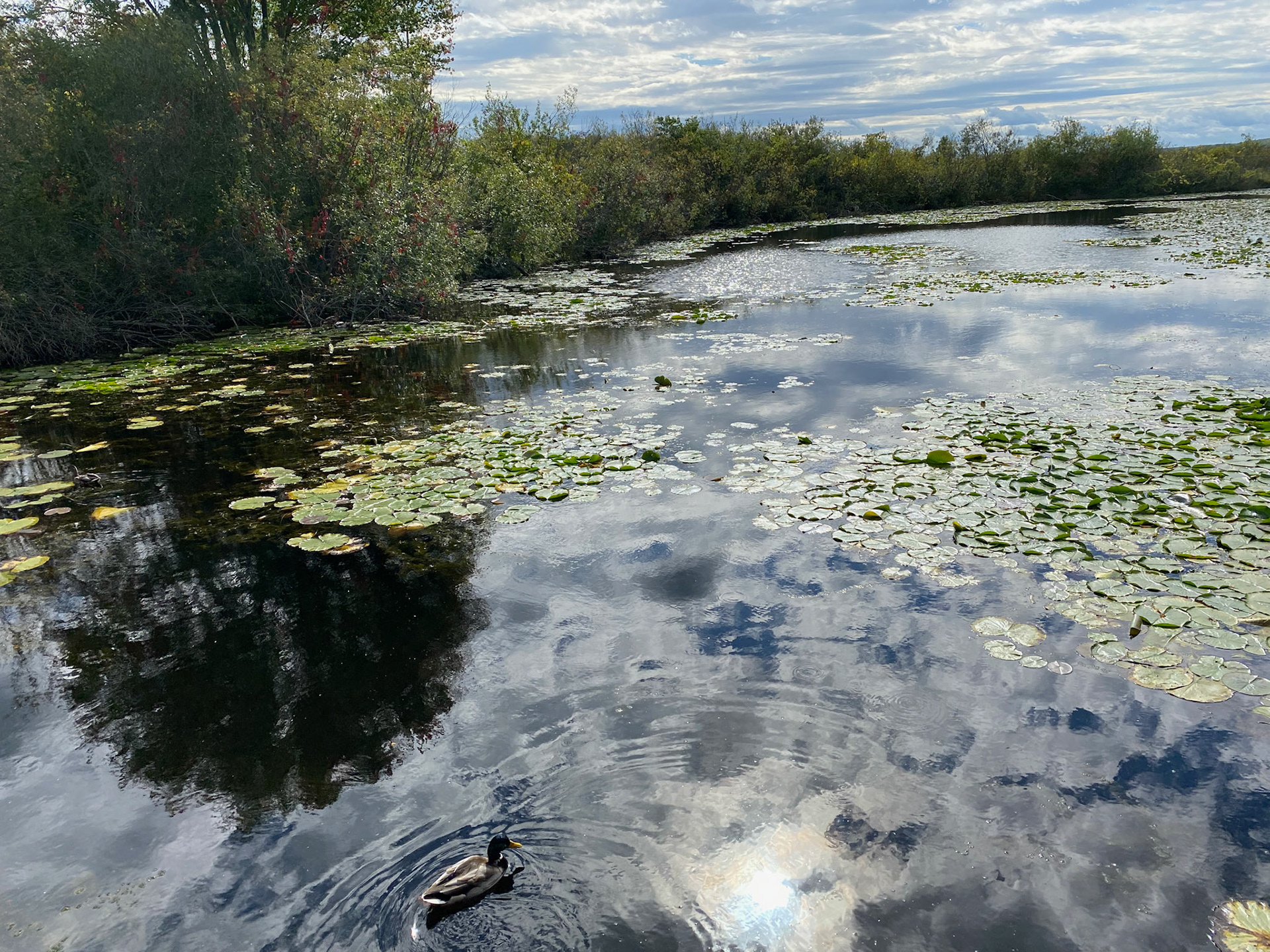 Visit to beautiful Wye Marsh