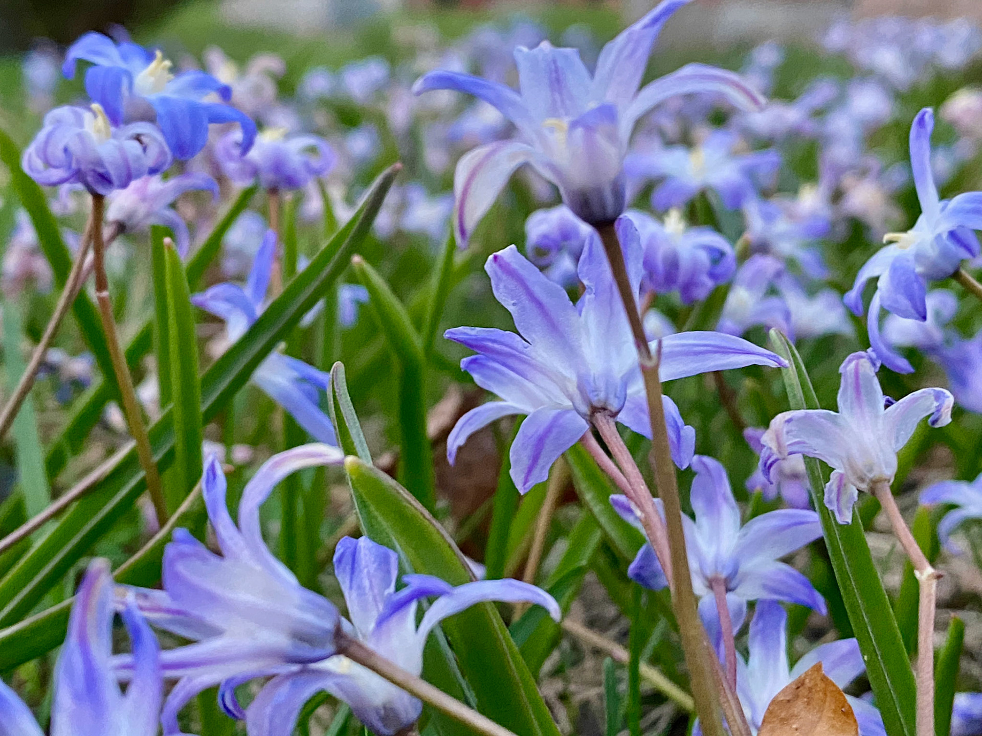 Spring sunset walk at Mount Pleasant Cemetery - April 15, 2023