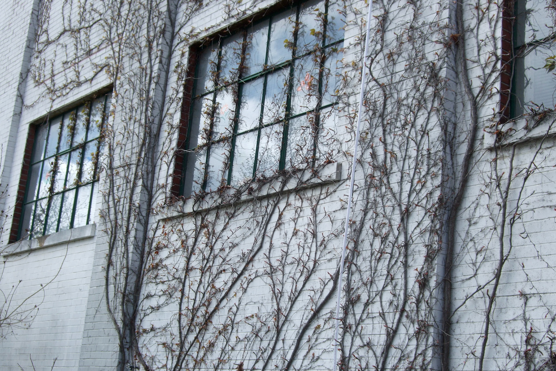 Vines growing against the beautiful windows of the Western Fair's Confederation Building