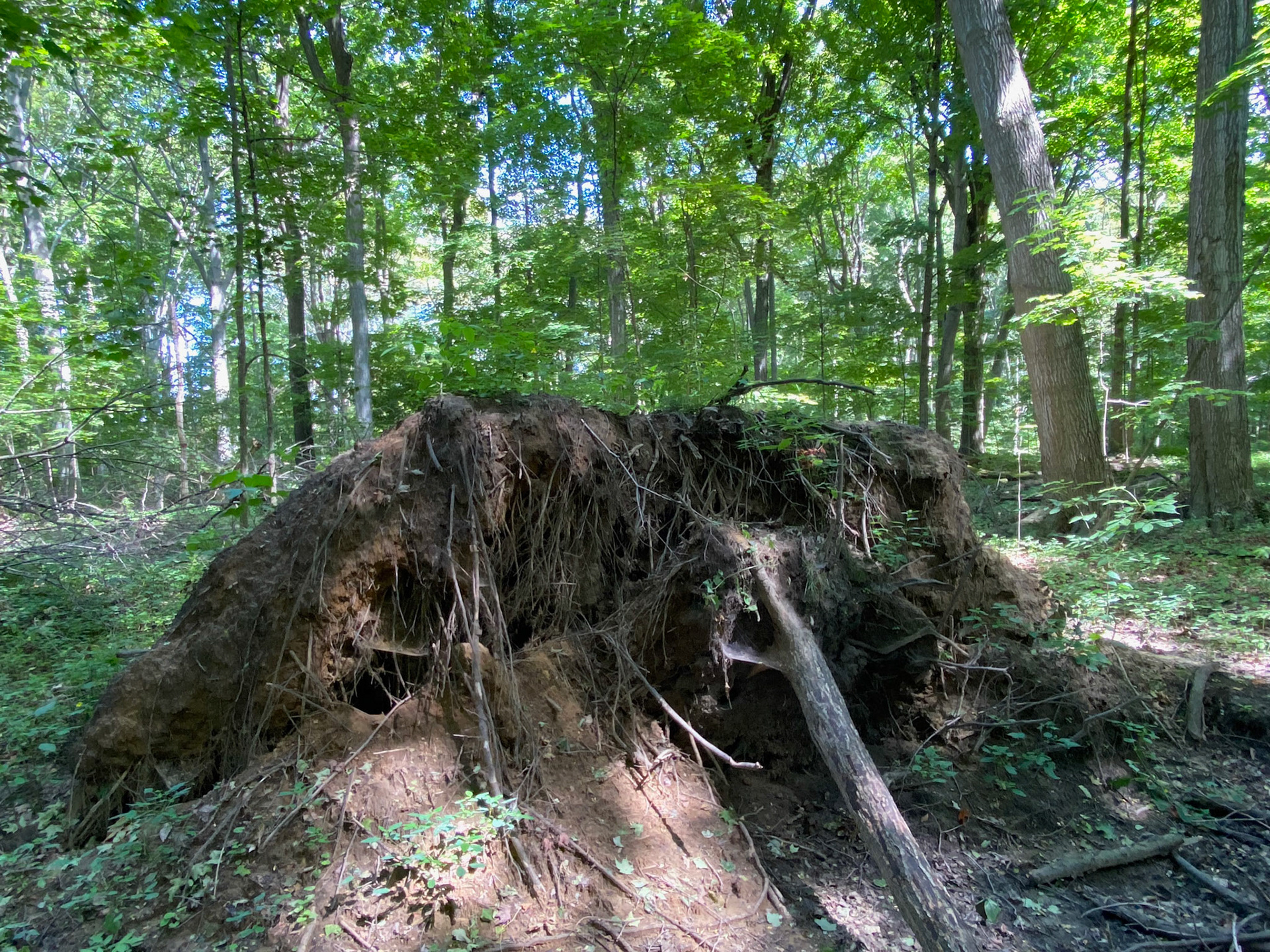 Visit with Emerson at John E. Pierce Provincial Park
