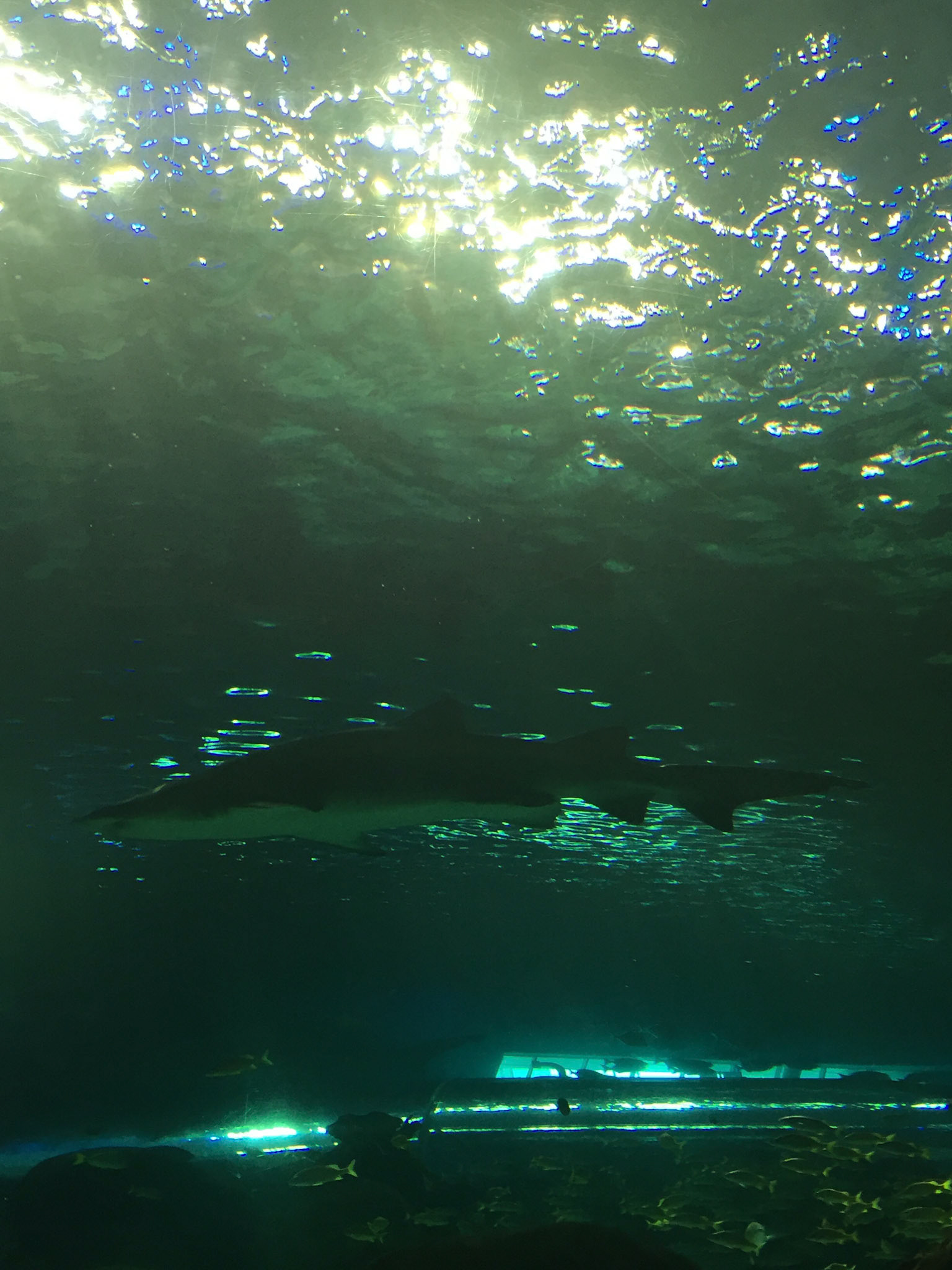 At Ripley's Aquarium of Canada