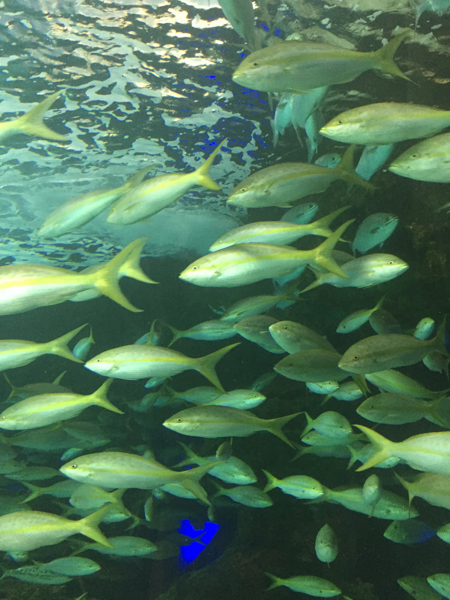 At Ripley's Aquarium of Canada