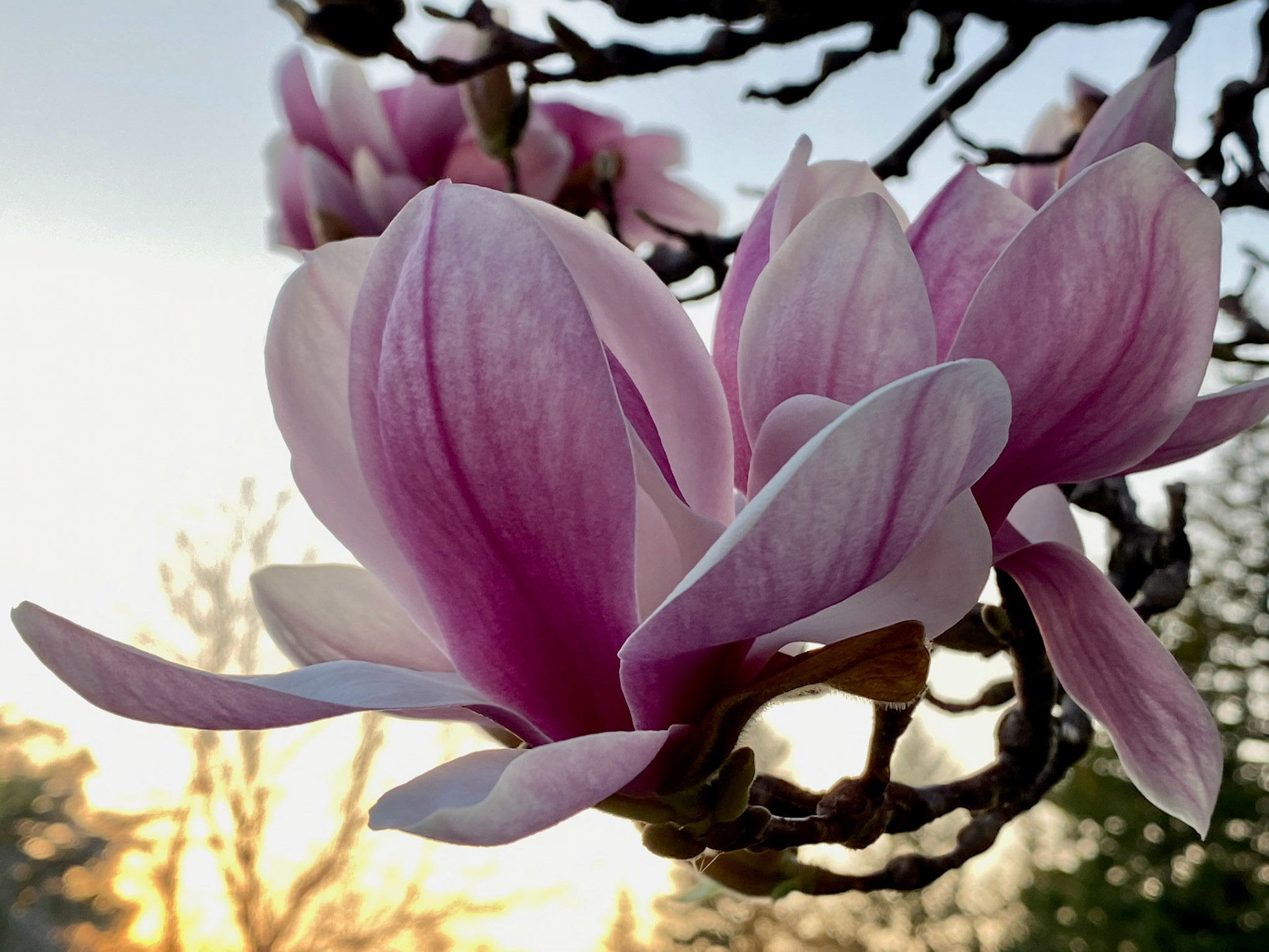 Spring sunset walk at Mount Pleasant Cemetery - April 15, 2023