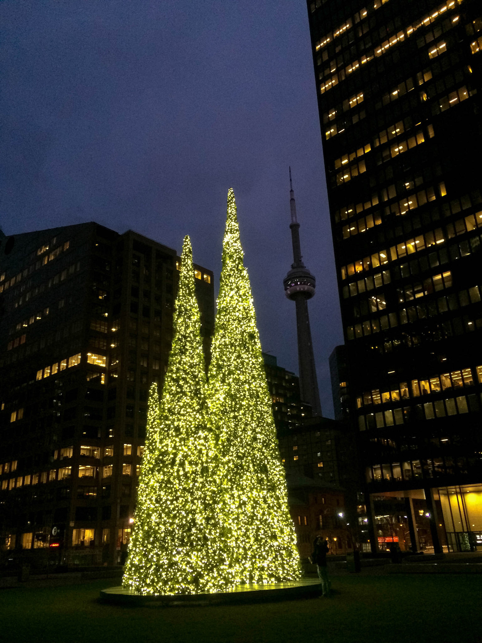 Simple and elegant Christmas trees in the grassy plaza of the Toronto-Dominon Centre