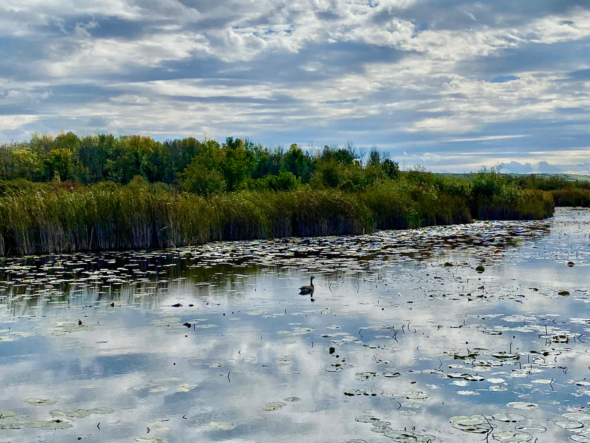 Visit to beautiful Wye Marsh