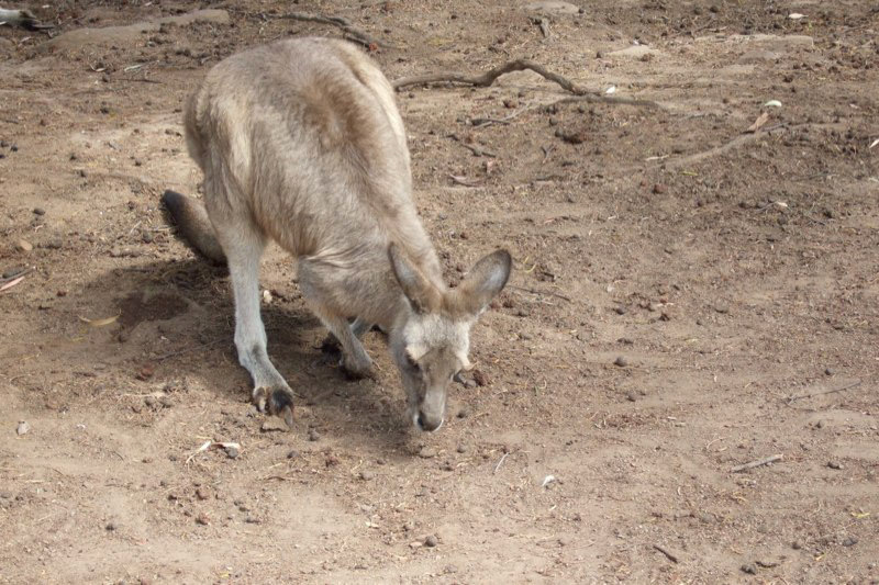 Australia and a few Misc. photos