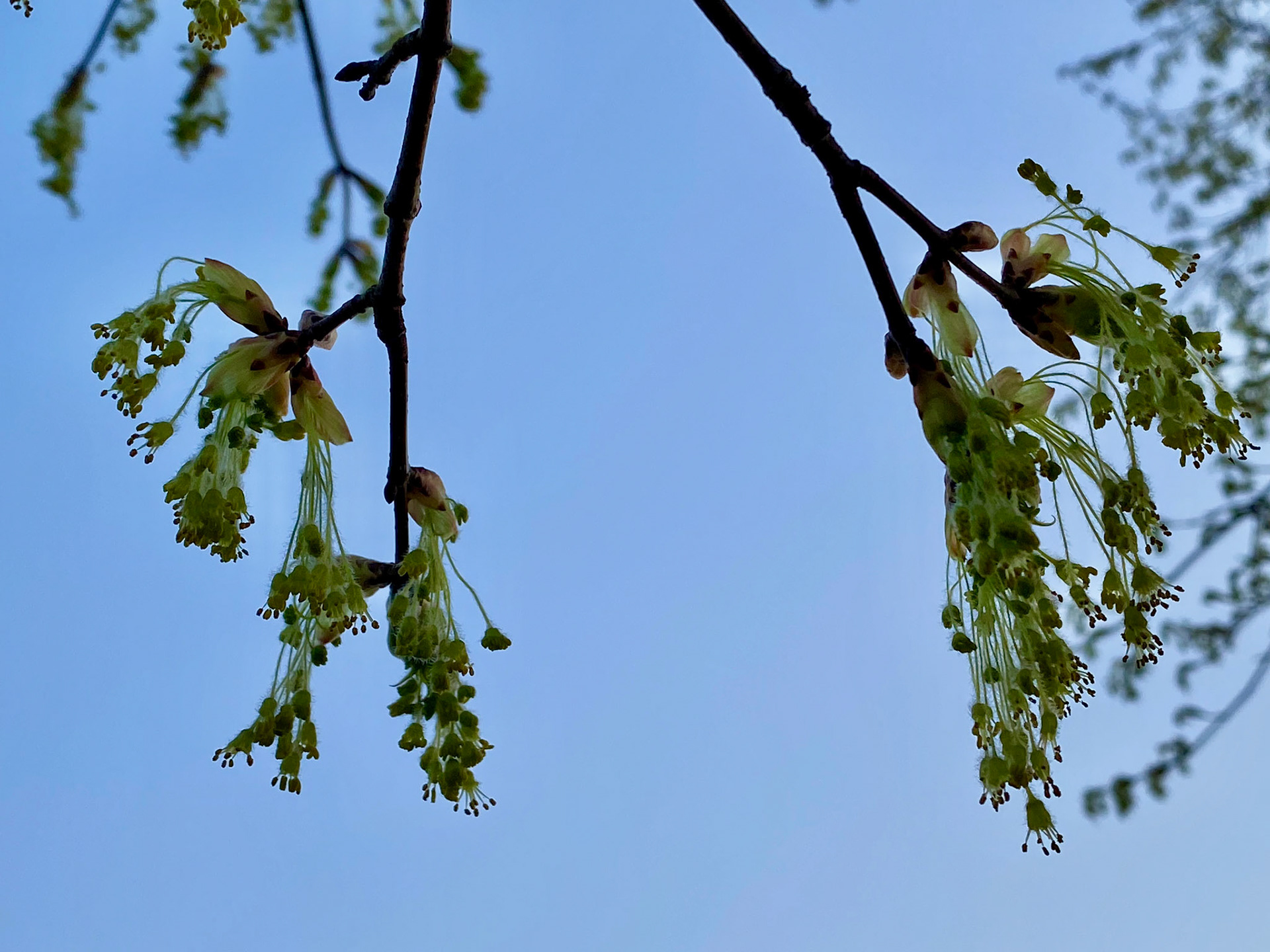 Spring sunset walk at Mount Pleasant Cemetery - April 15, 2023