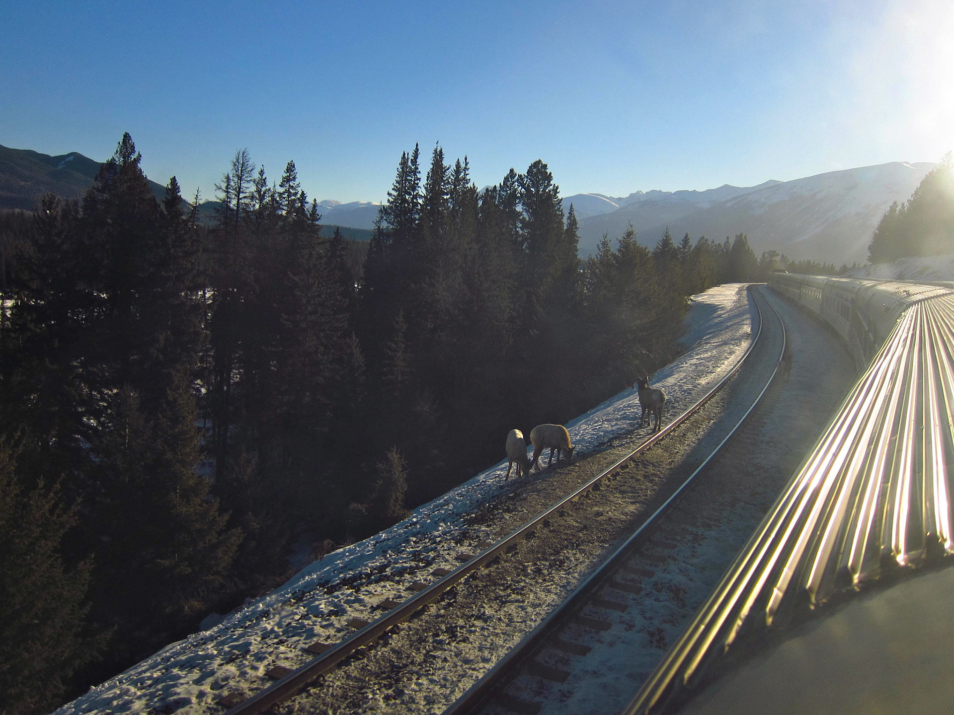 Entering Jasper National Park, long-horned mountain sheep beside the train