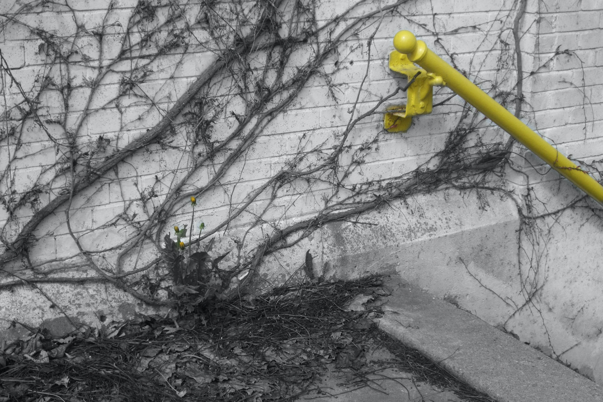 More bright colours popping out throughout the photo walk. Western Fair had the brightest yellow paint